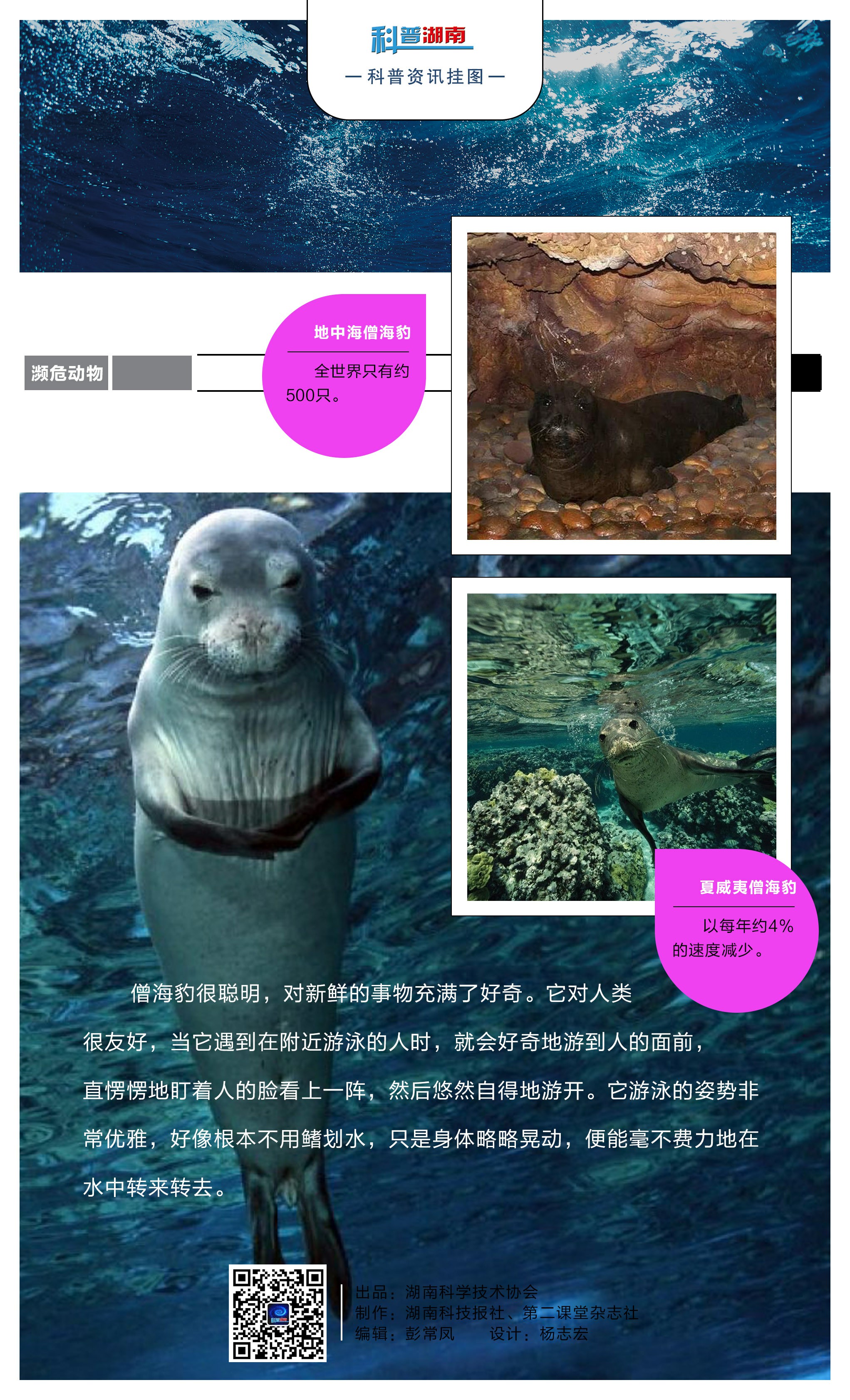 僧海豹C.jpg