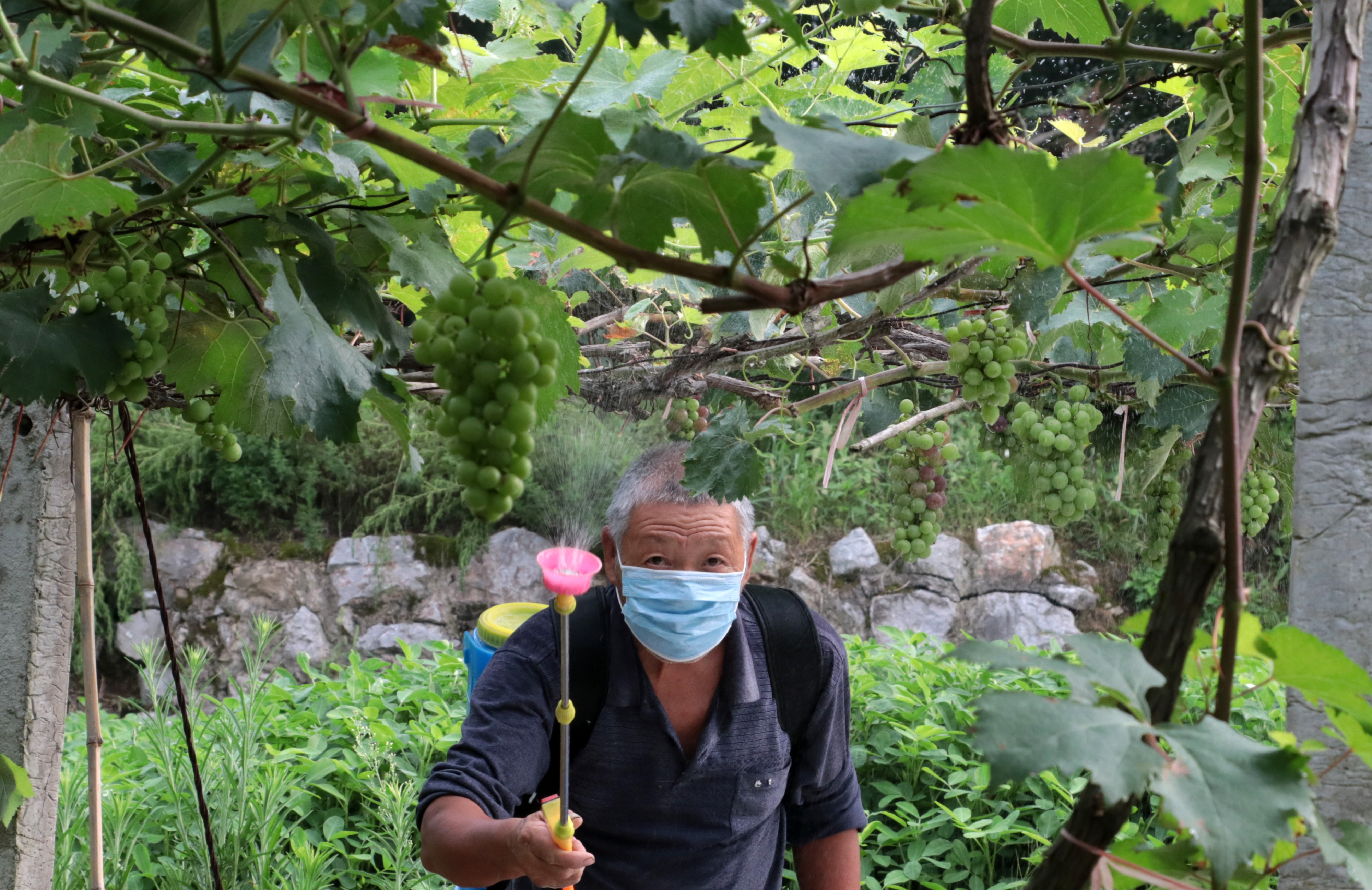 2020年6月21日，湖南省涟源市桥头河镇大范村一果农在给葡萄喷洒杀菌剂,防治病虫害。.jpg