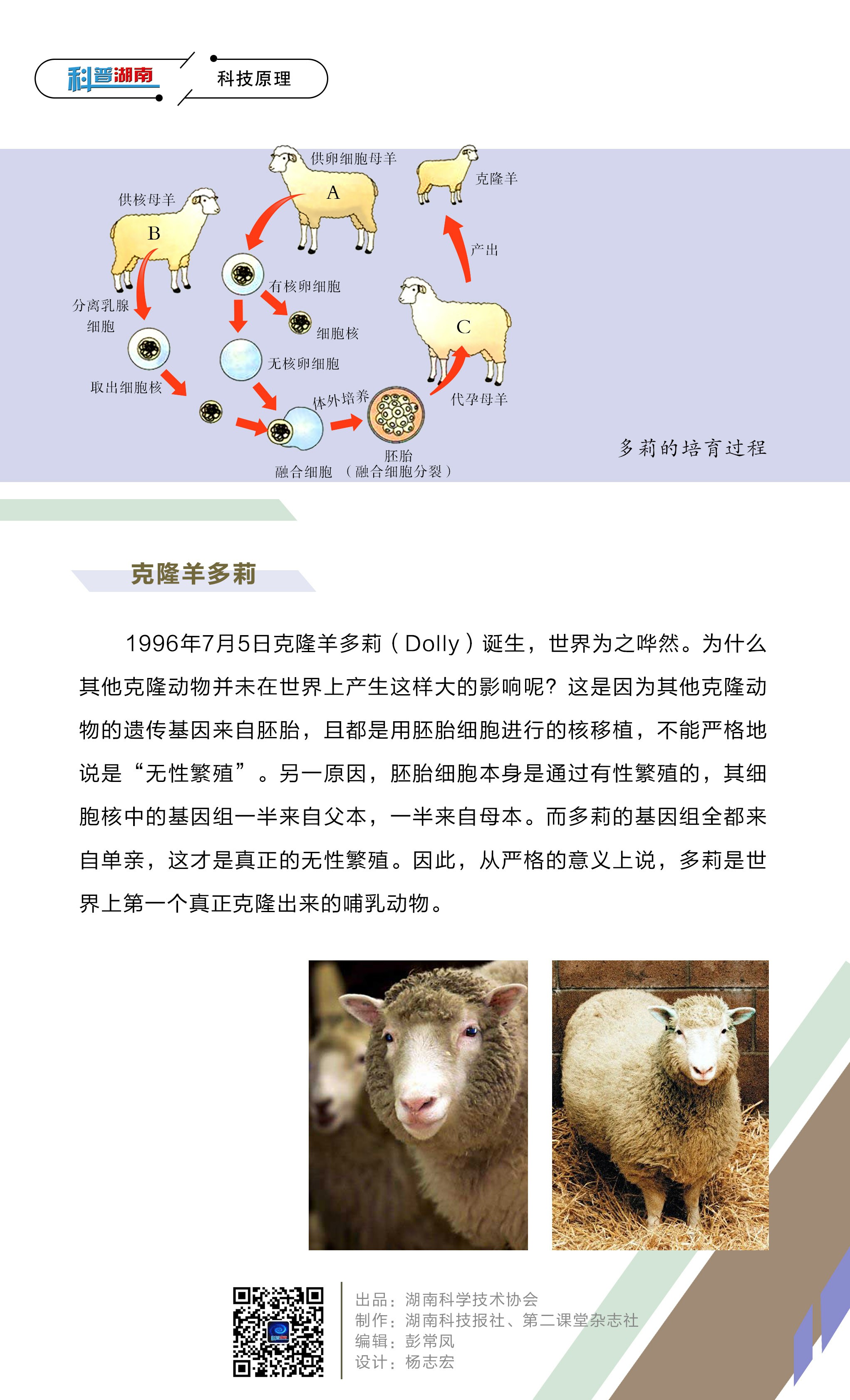 克  隆B.jpg