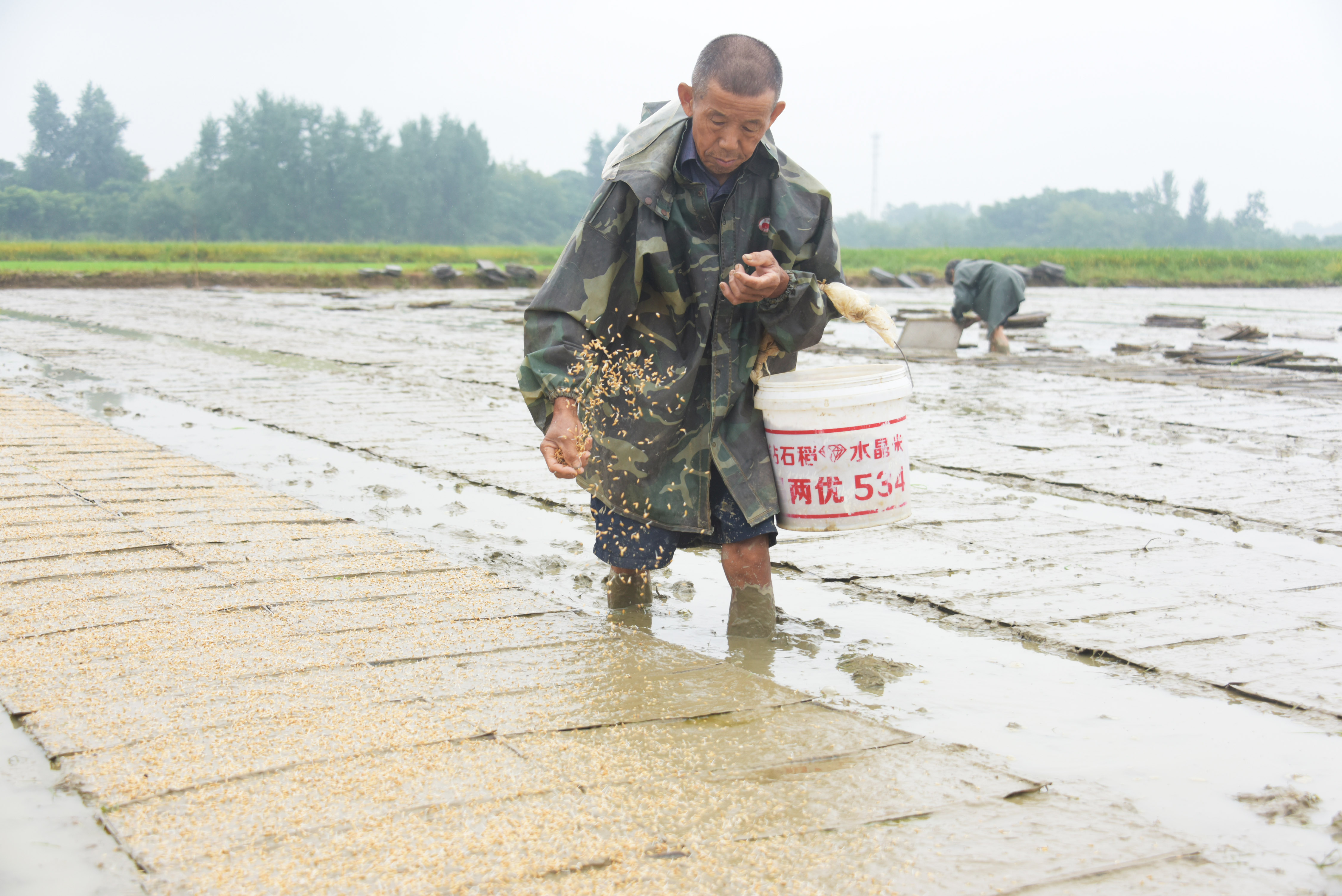 澧县：种粮大户育秧备救灾 (2).JPG