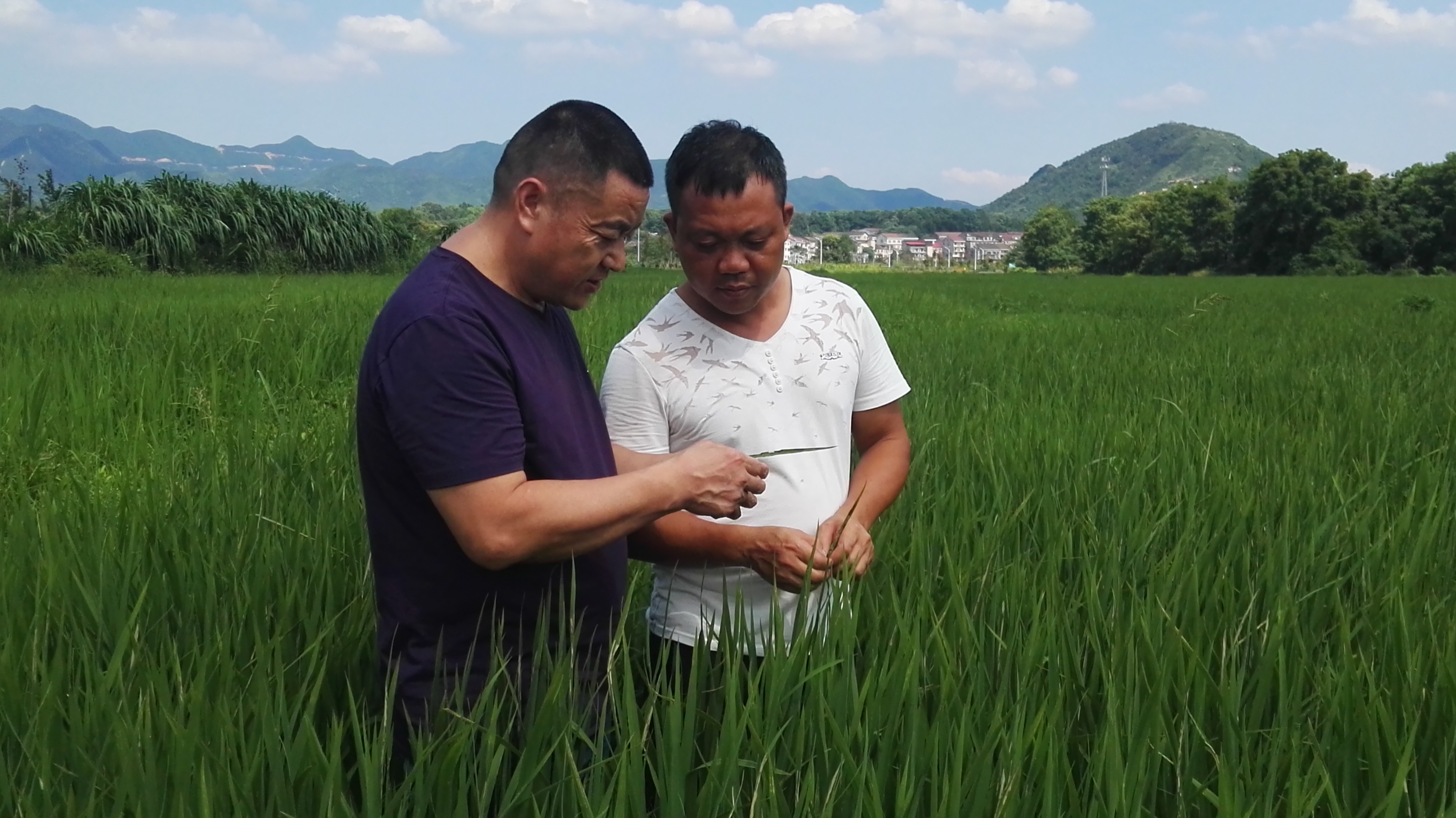 检查完稻纵卷叶螟发生情况后，余超群（左一）指导黄辉田间识别虫害.jpg