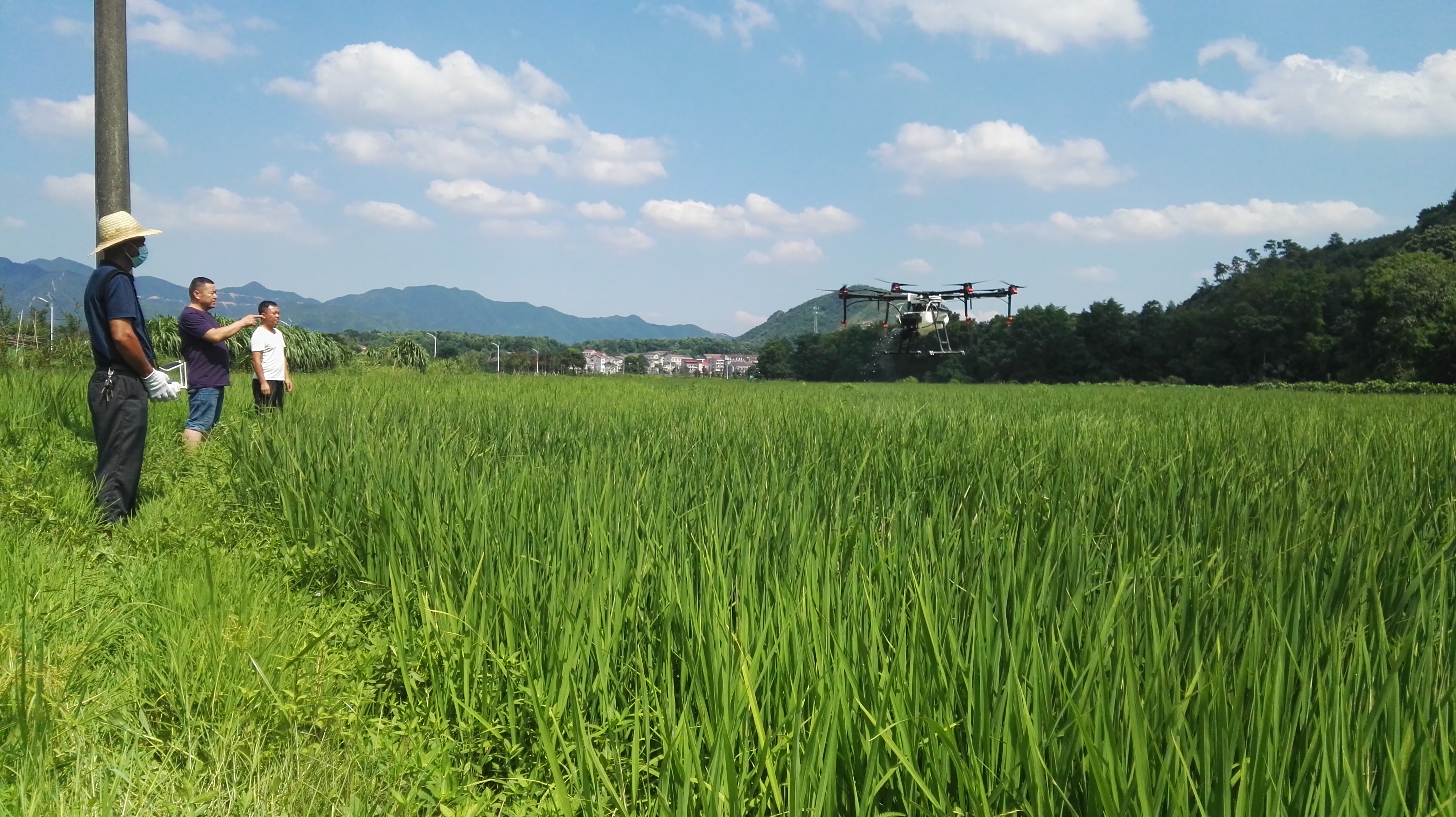 接受技术建议后，合作社组织无人机喷药防治.jpg