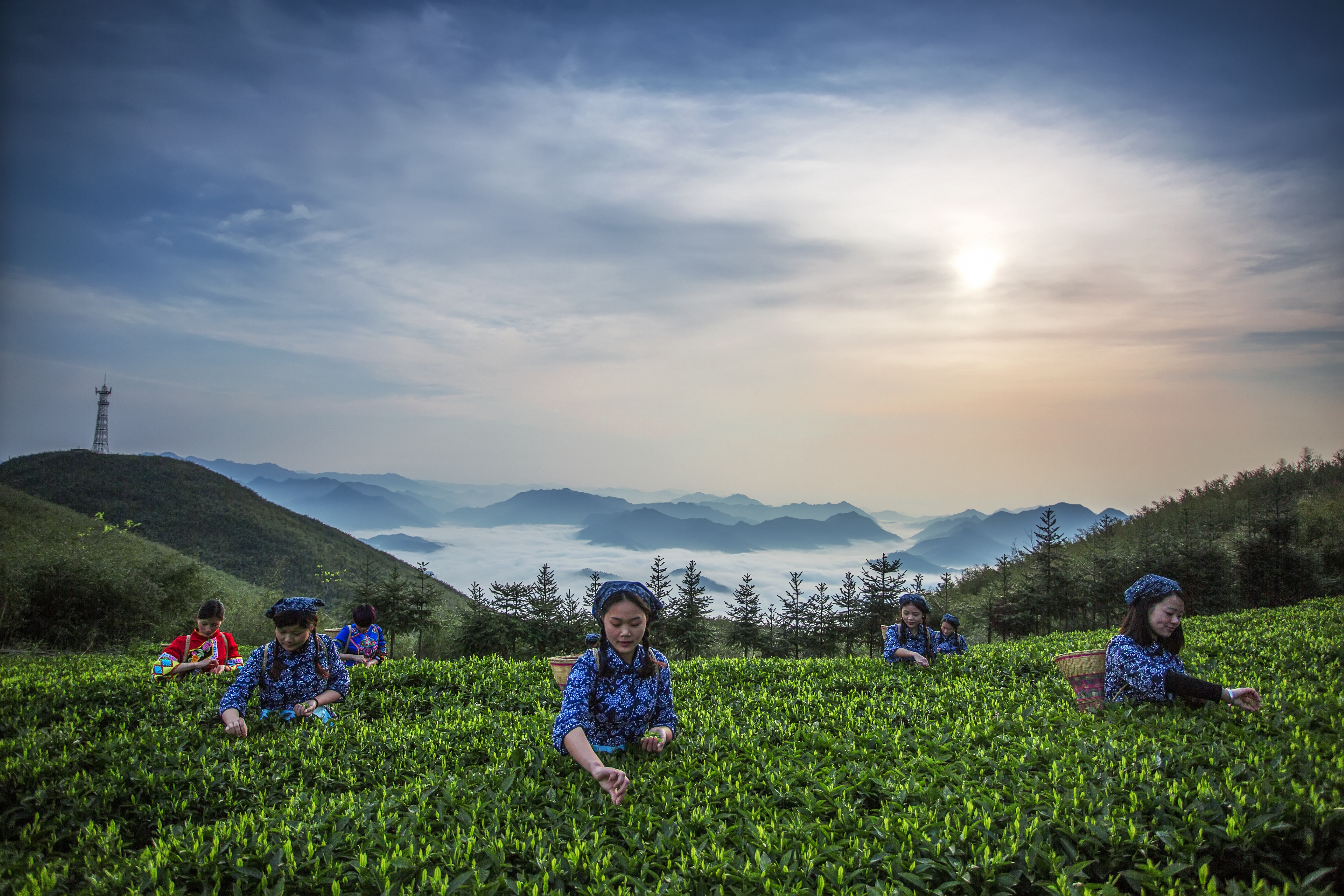 云上茶园.jpg