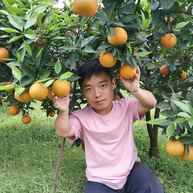 在柑橘园里.jpg