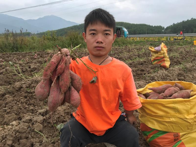 在红薯地里.jpg