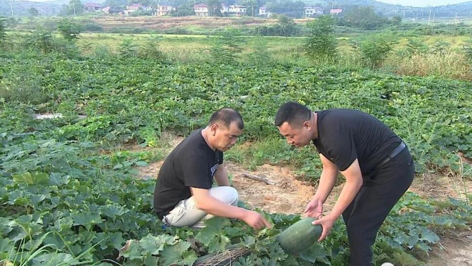 冬瓜种植基地.jpg