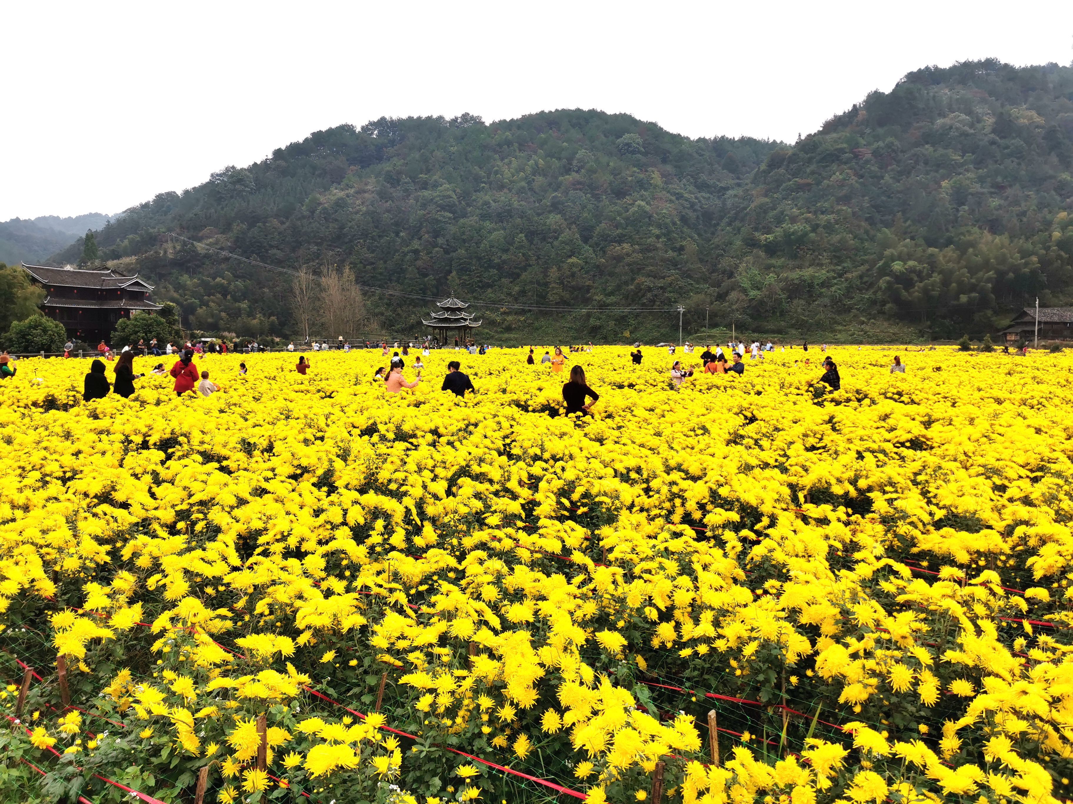 10月30日，通道侗族自治县平坦乡横岭村，游客在菊花基地游玩。（2）.jpg