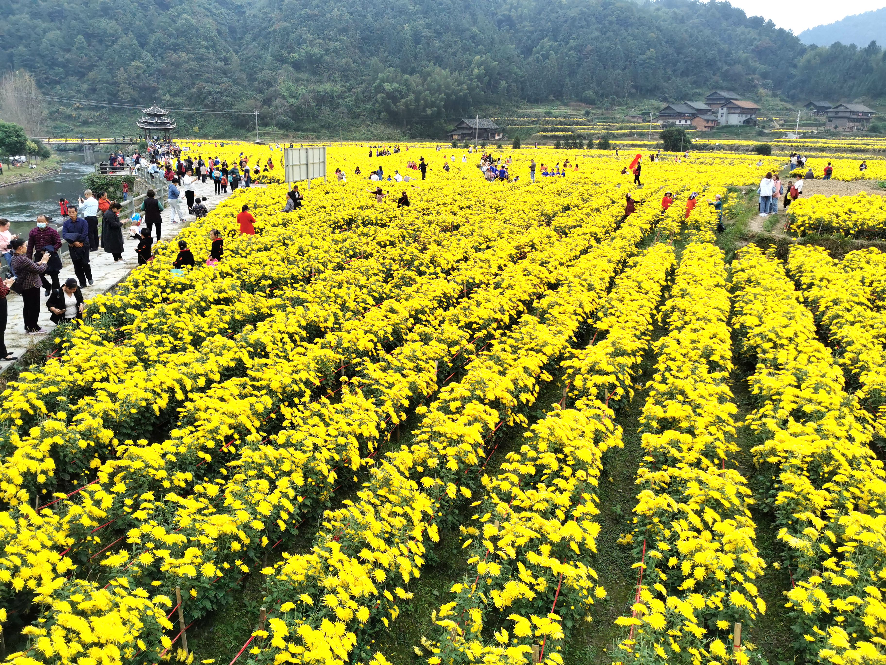 10月30日，通道侗族自治县平坦乡横岭村，金丝皇菊盛开，大地披上了“黄金甲”。.jpg