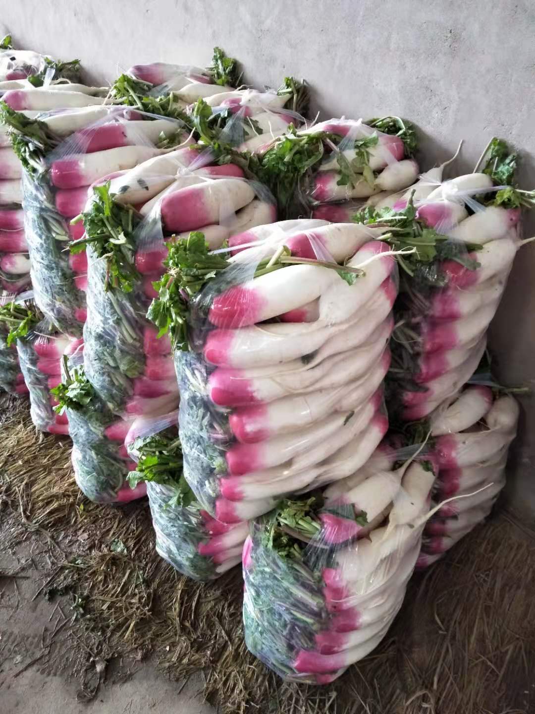 一点红萝卜 (1).jpg
