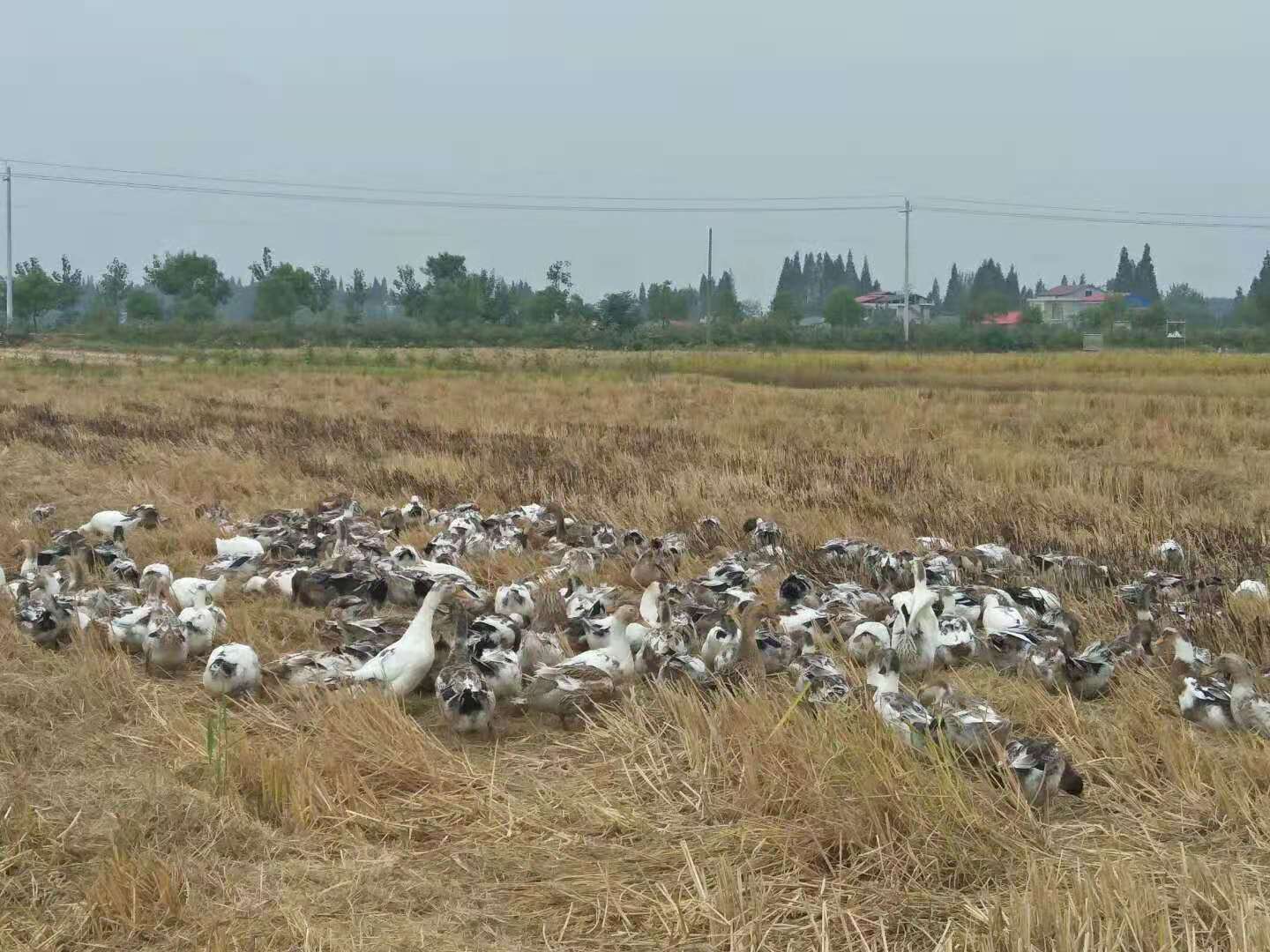微信图片_20201204111834.jpg