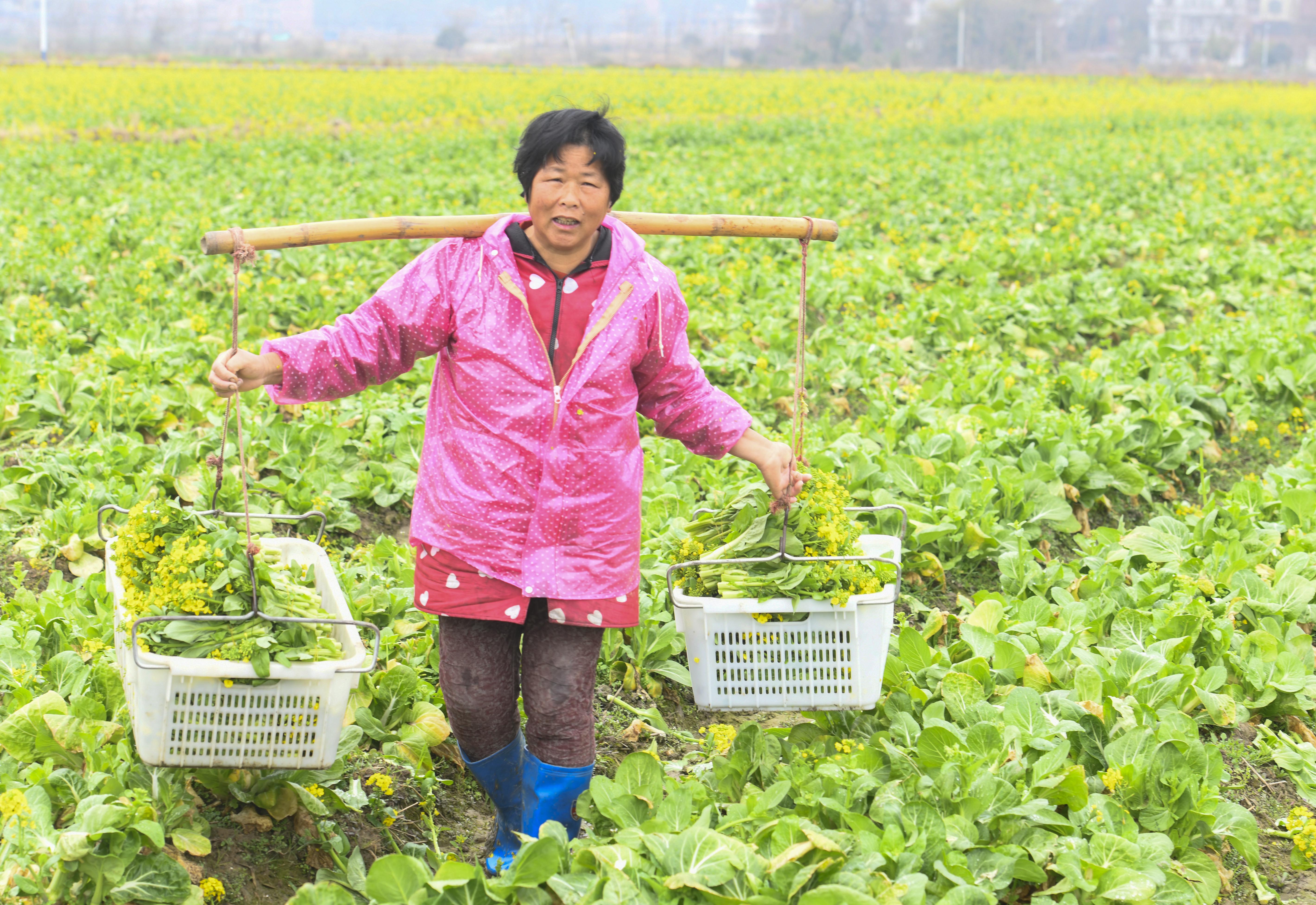 2021年2月3日，湖南省永州市道县清塘镇室家村，农民在采收蔬菜。 (1).jpg