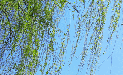 b1316944a065470c9b6cce4f428272c6.gif