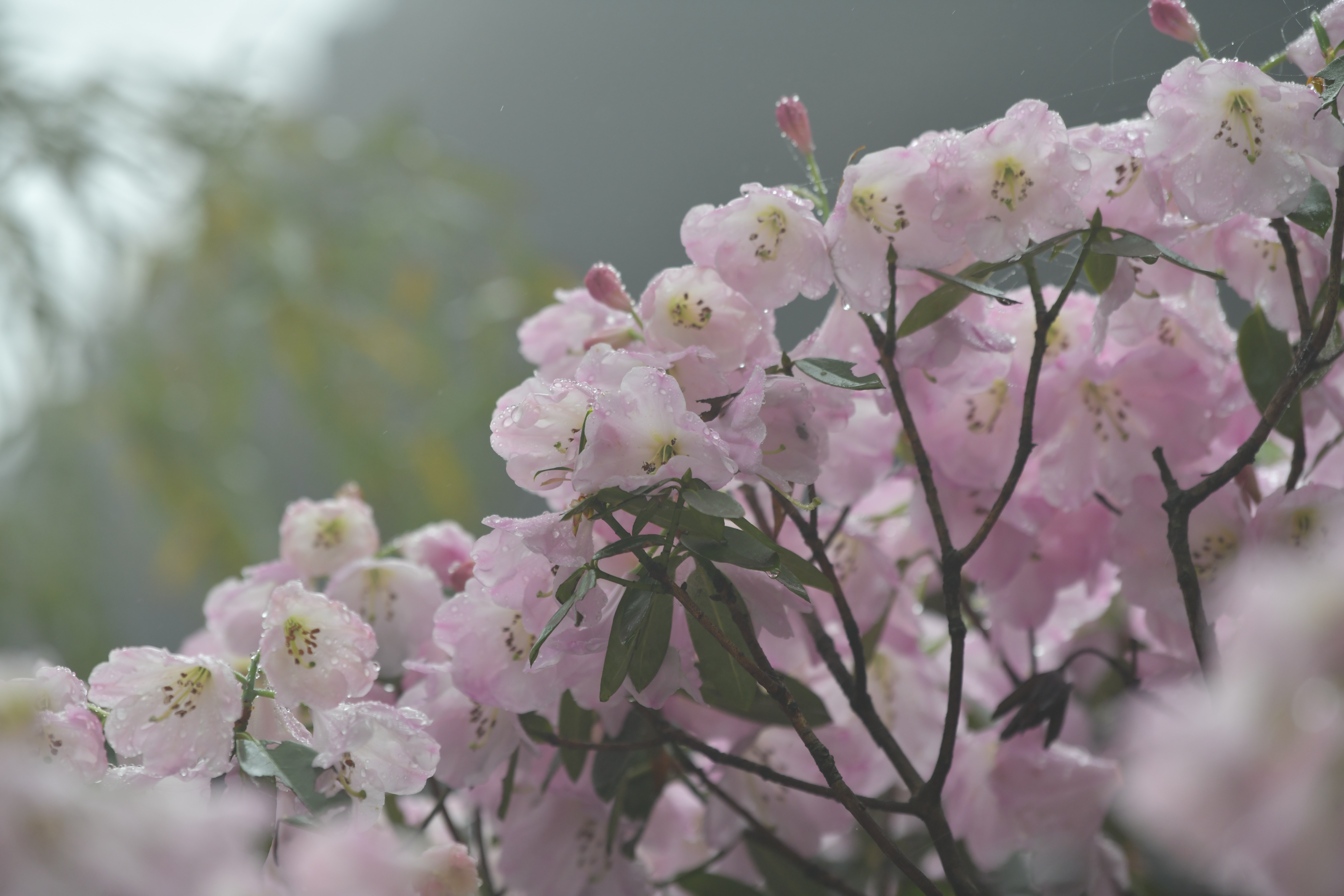 DSC_8334.JPG