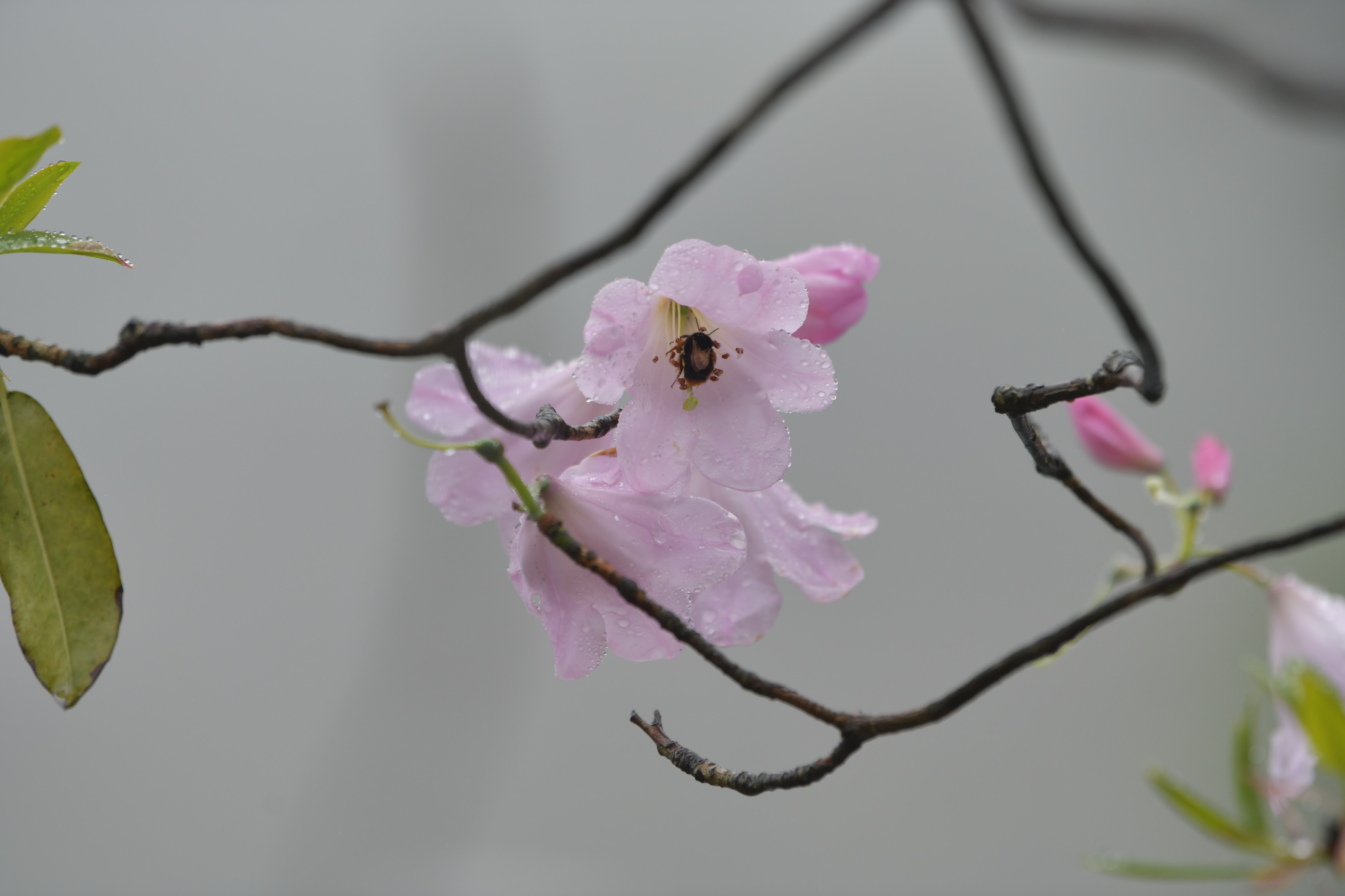 DSC_8934.JPG