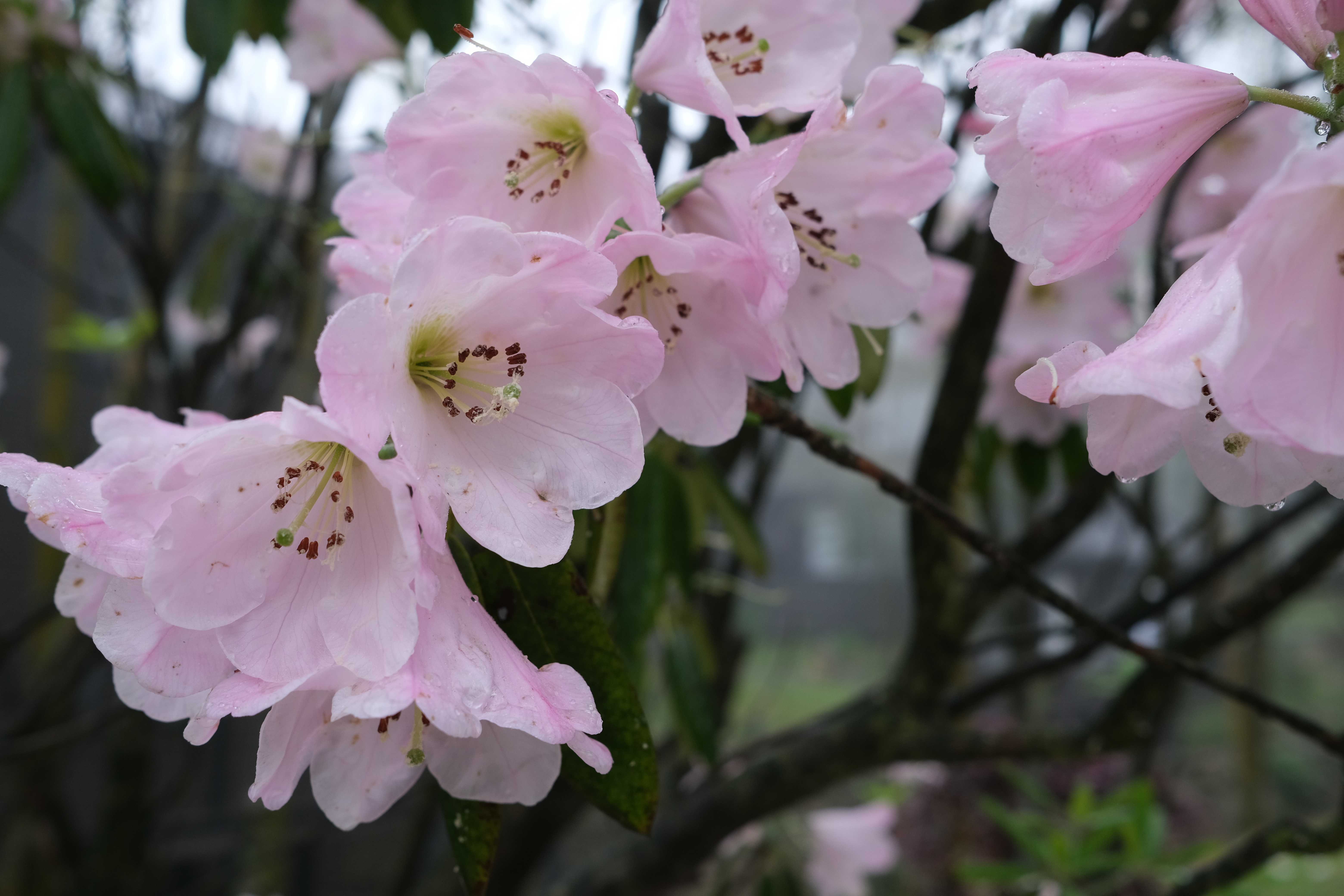DSCF2342.JPG