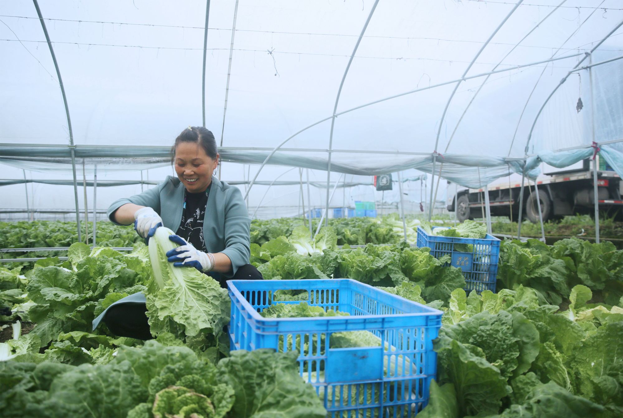 图为2021年4月21日，湖南省桂东县四都镇溪莲村，村民在收摘毛白菜，计划当晚发往广东省深圳市蔬菜集散中心。  (1).jpg