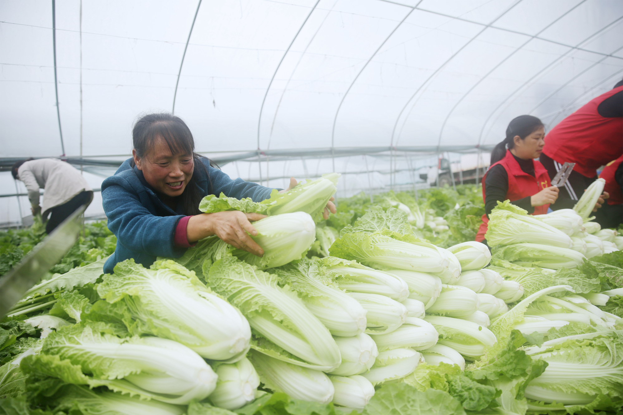 图为2021年4月21日，湖南省桂东县四都镇溪莲村，村民在收摘毛白菜，计划当晚发往广东省深圳市蔬菜集散中心。  (2).jpg