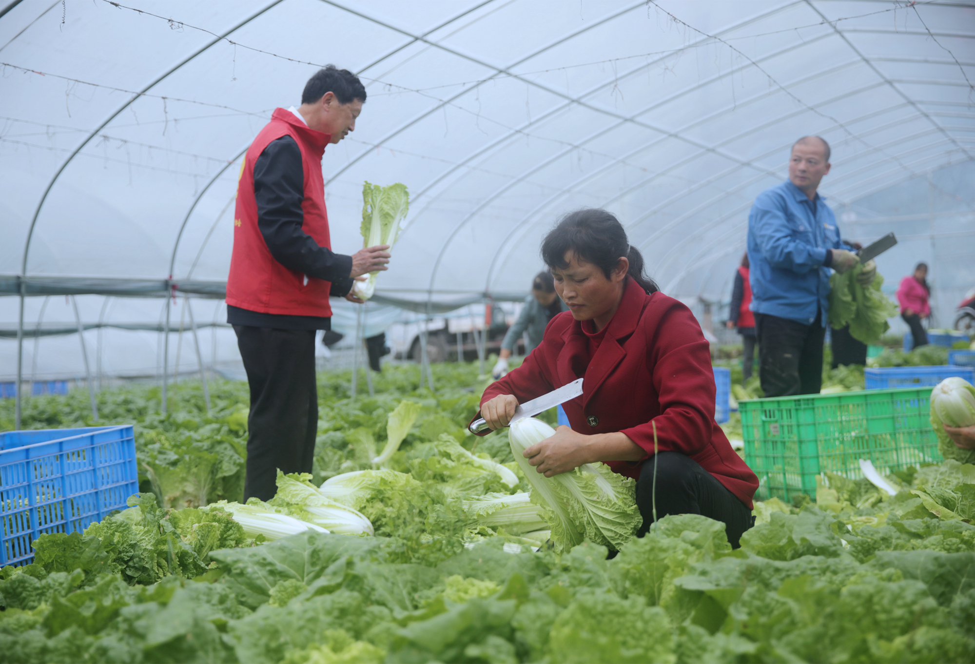 图为2021年4月21日，湖南省桂东县四都镇溪莲村，村民在收摘毛白菜，计划当晚发往广东省深圳市蔬菜集散中心。  (3).jpg