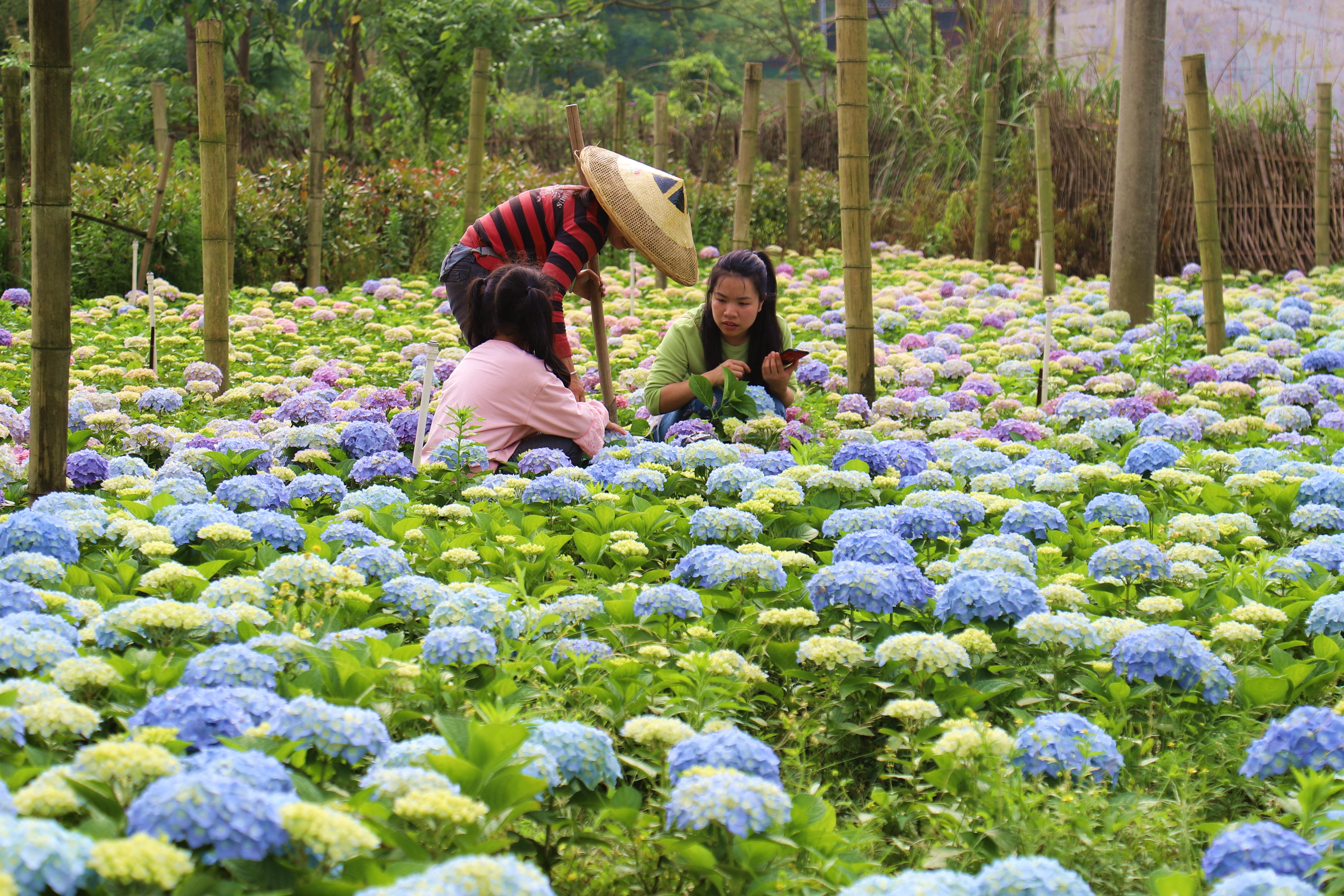 7.市民在选购绣球花苗。.jpg