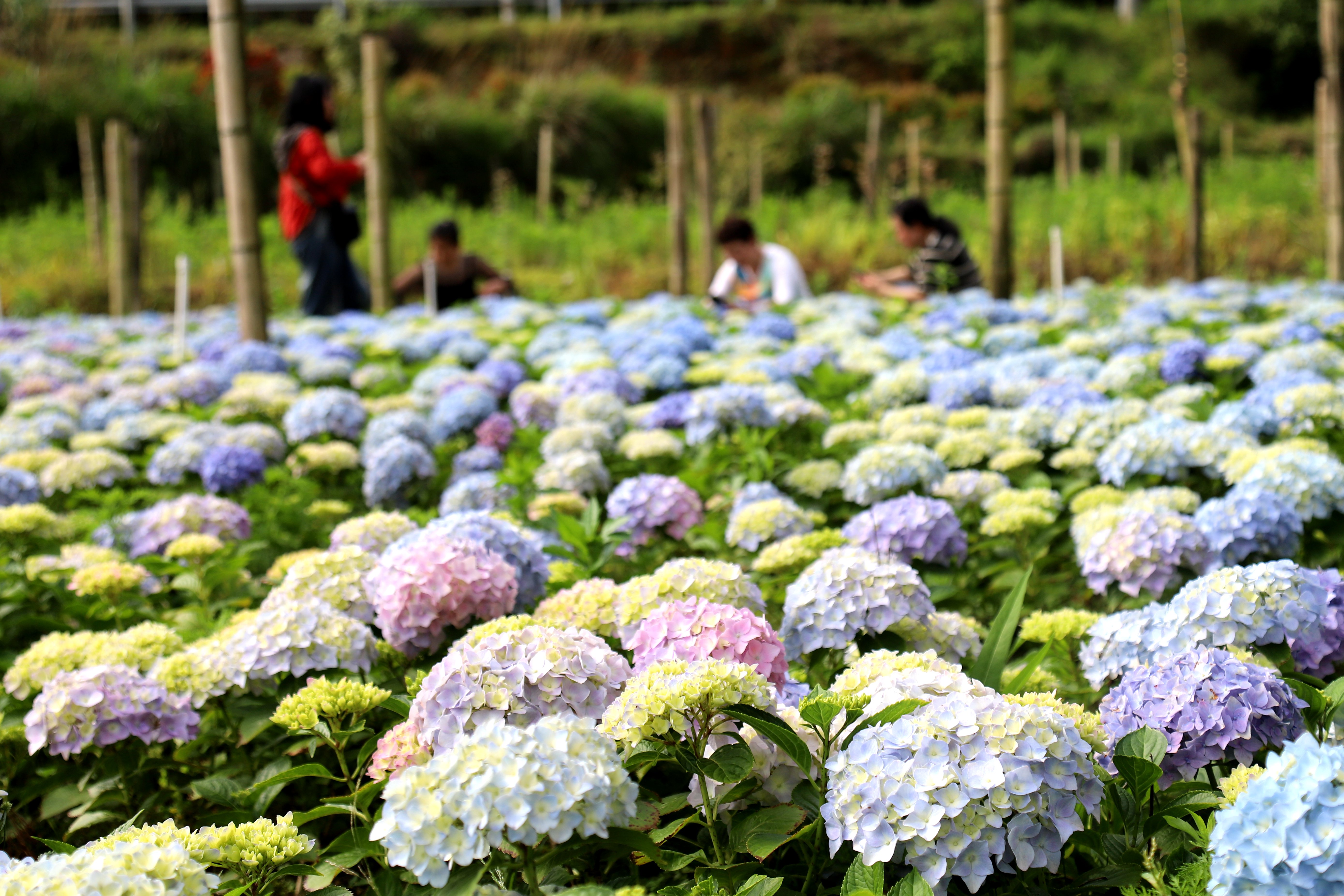 8.绣球花开引客来。.jpg