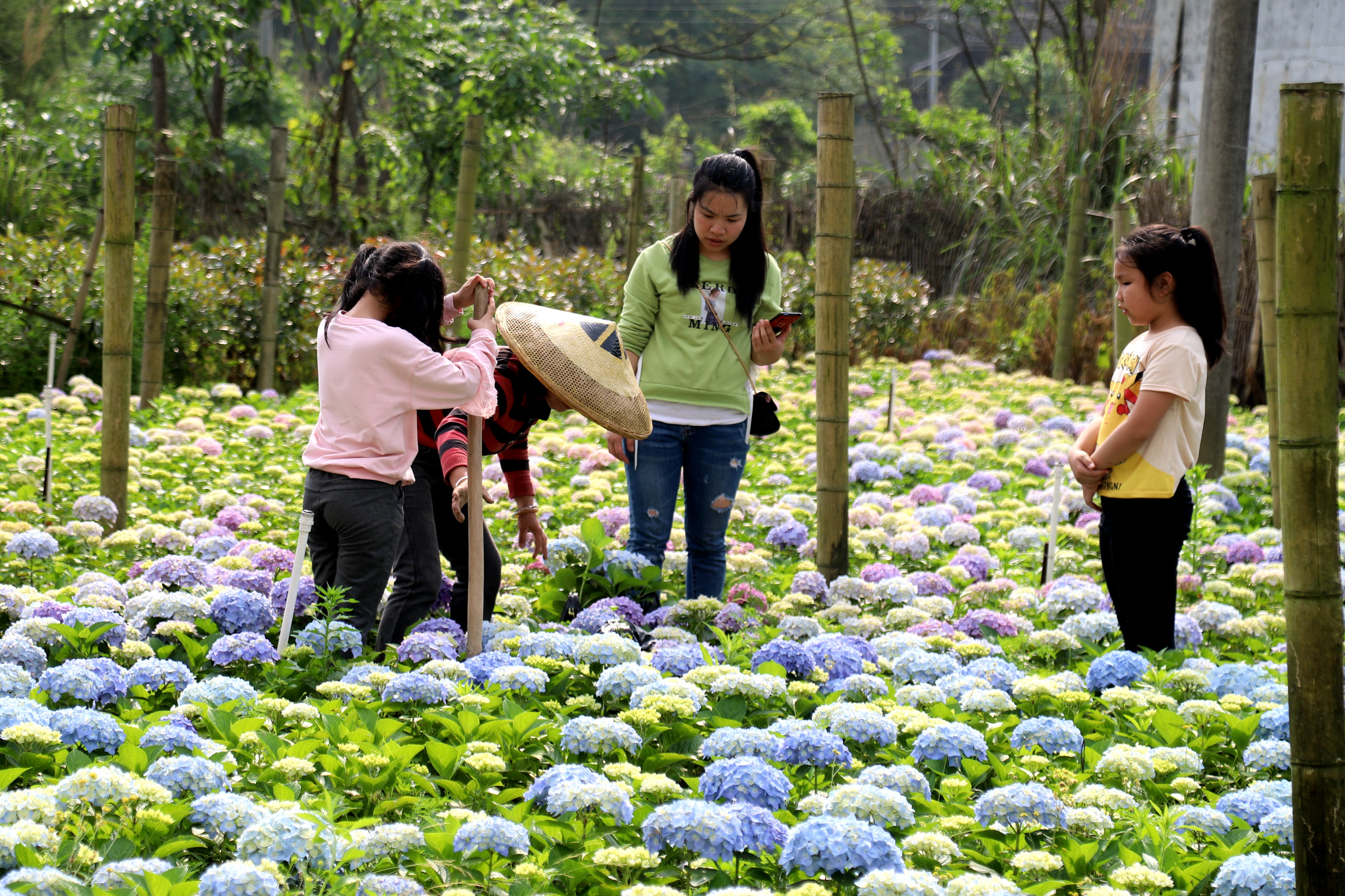 10.市民在现场选购花苗。.jpg