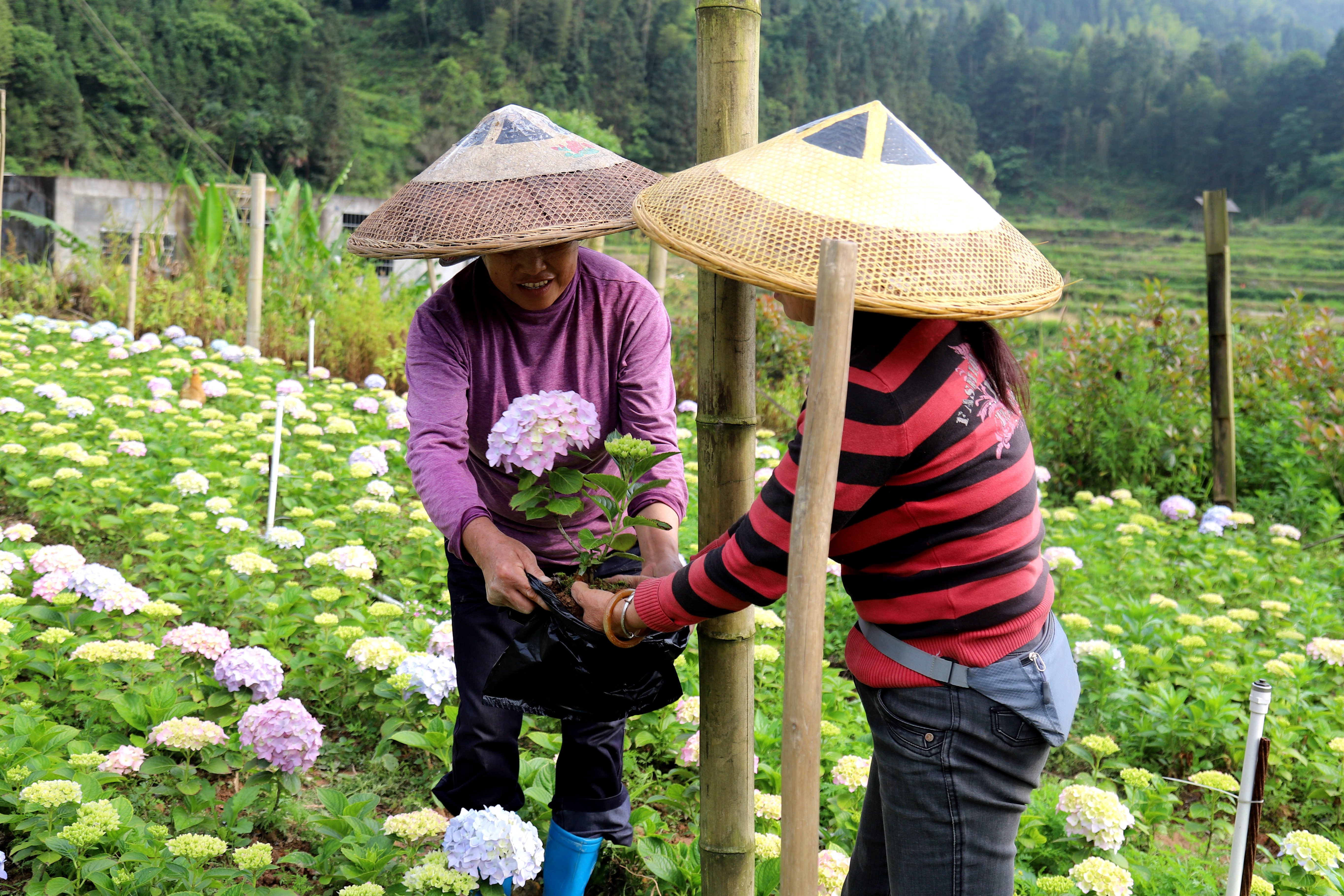 4.农户把绣球花苗装袋现场销售。.jpg