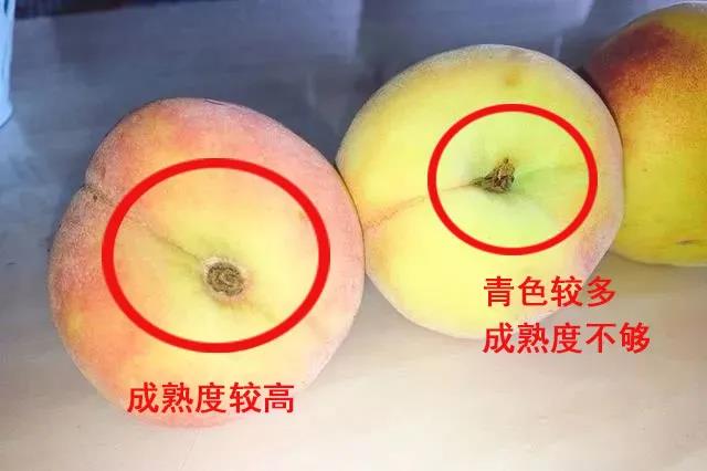 桃2.jpg