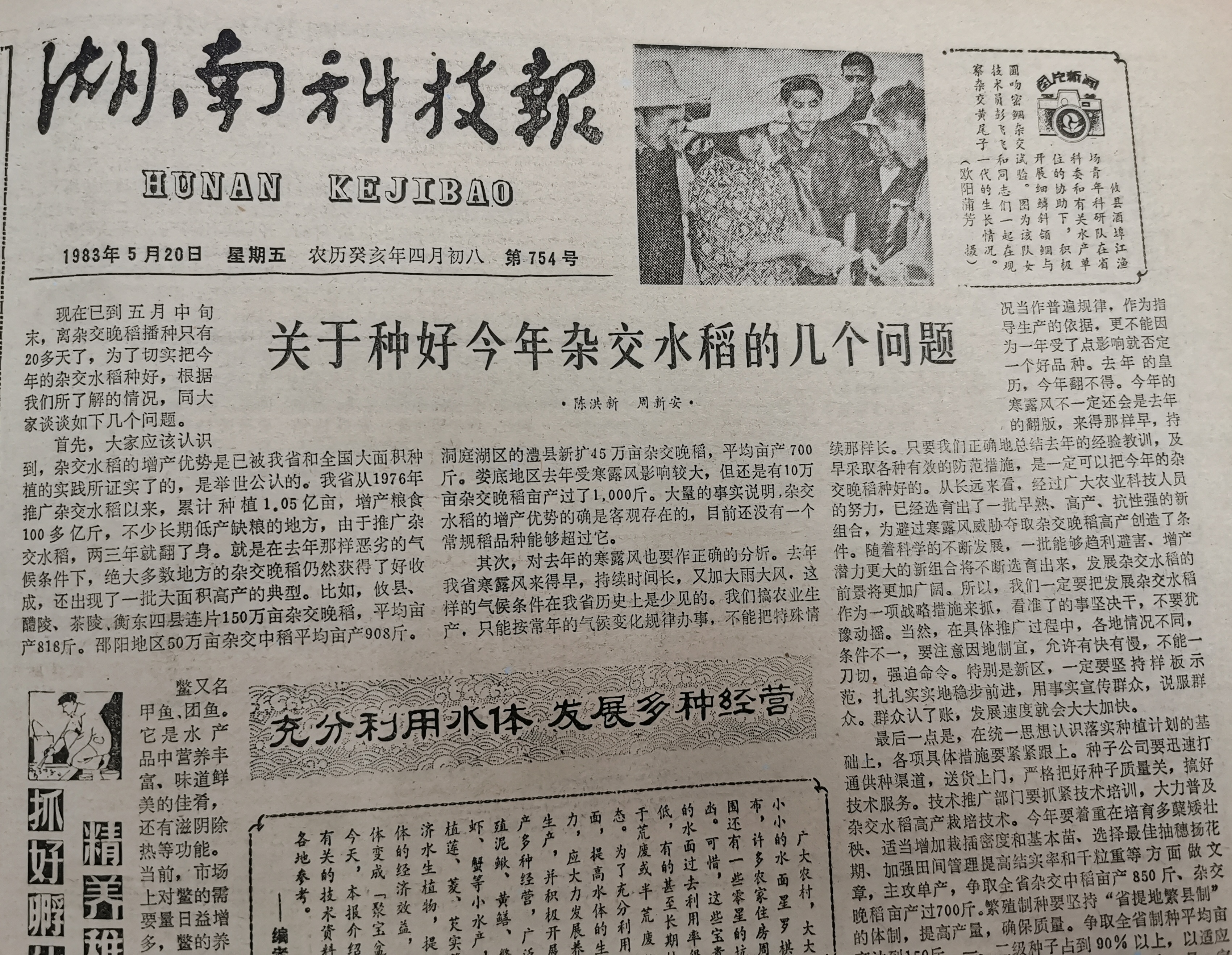 关于种好今年杂交水稻的几个问题.jpg