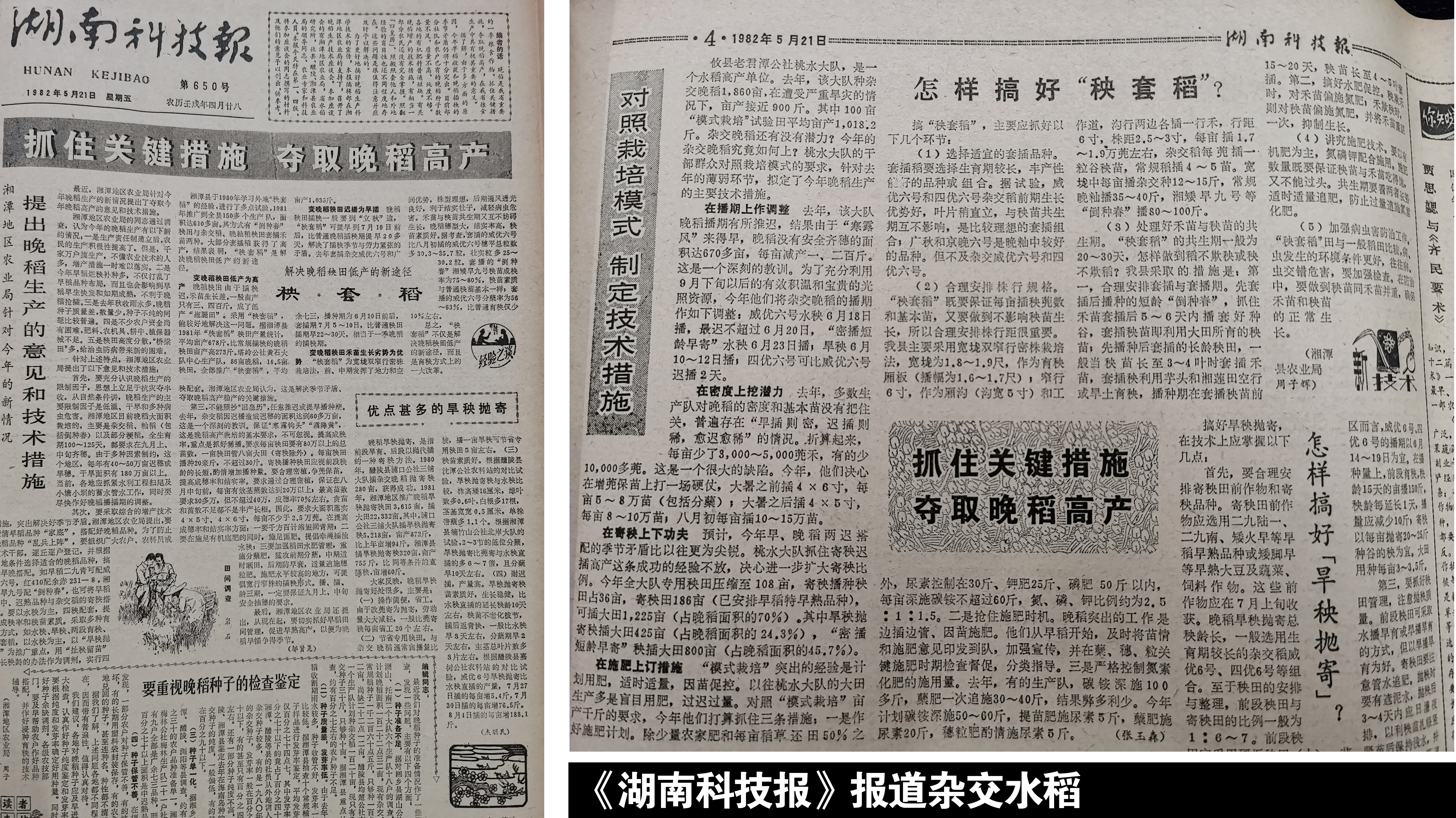 《湖南科技报》报道杂交水稻.jpg