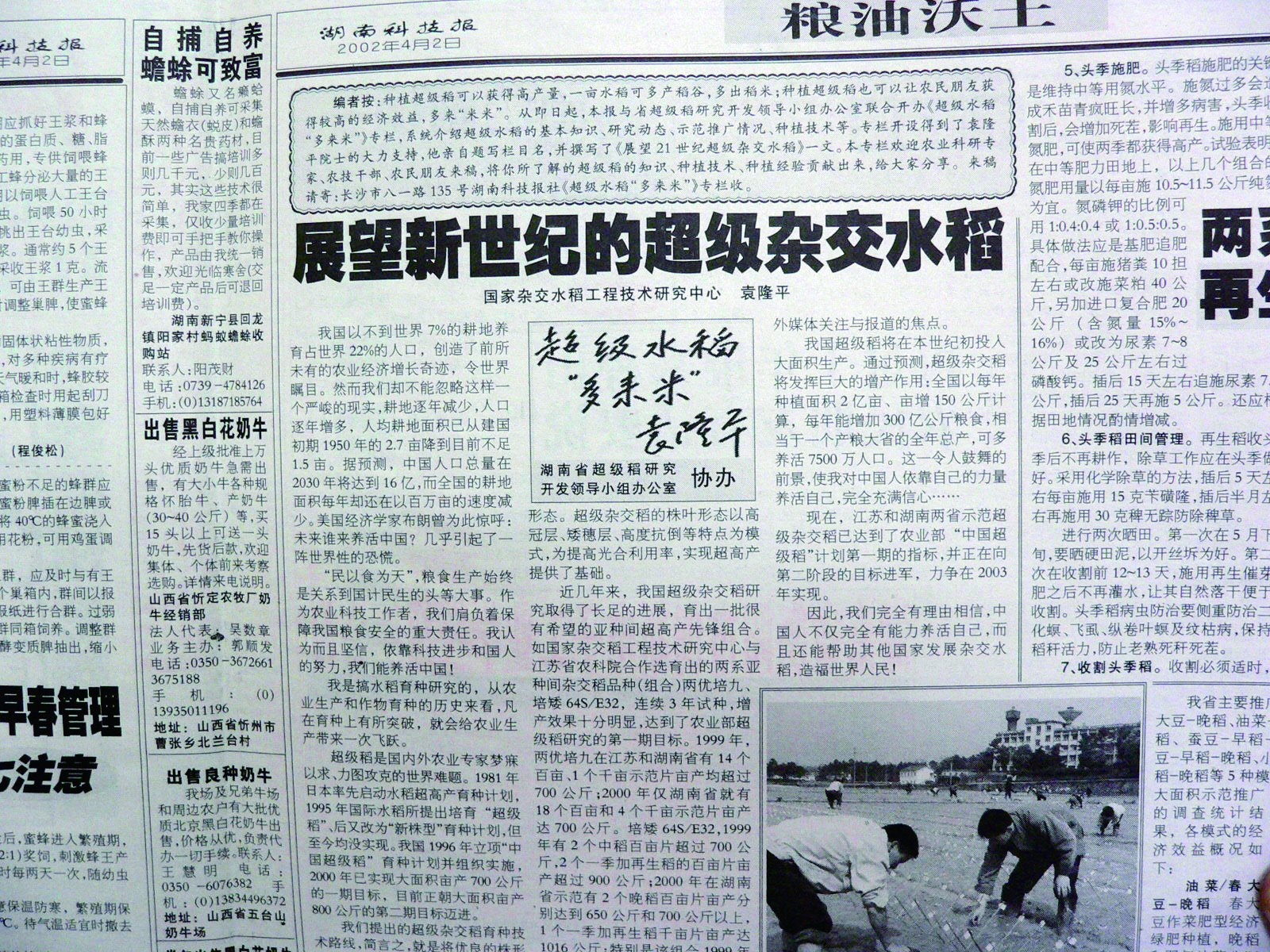 超级水稻“多来米”专栏——展望新世纪的超级杂交水稻.jpg