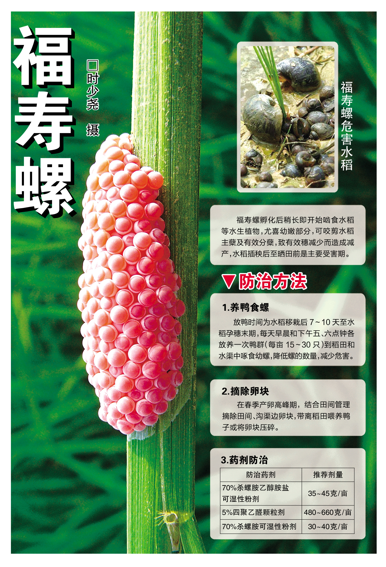 福寿螺-OK.jpg
