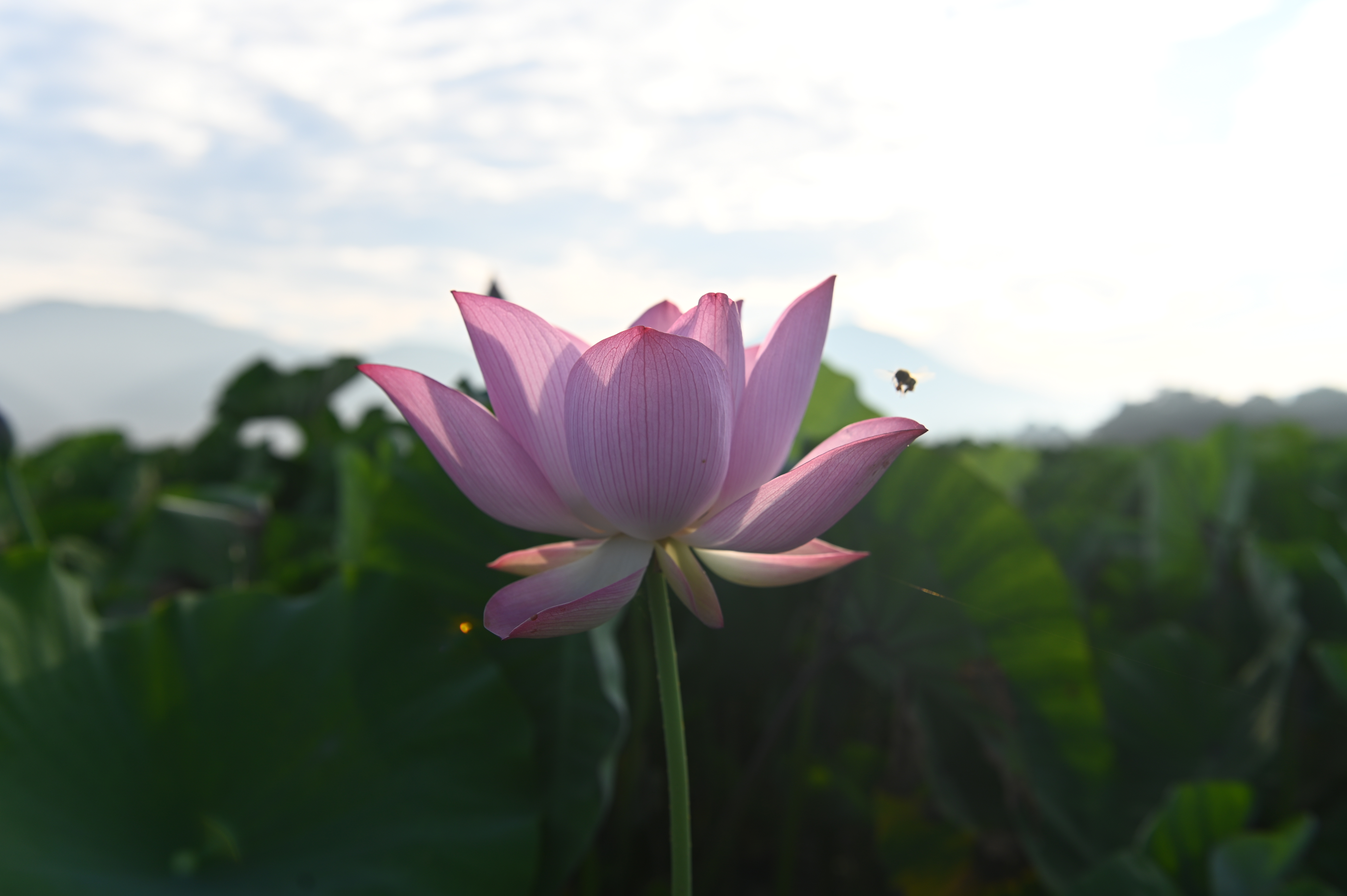 DSC_7092.JPG