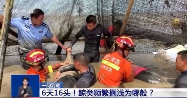 央视新闻网