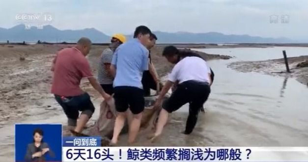 央视新闻网