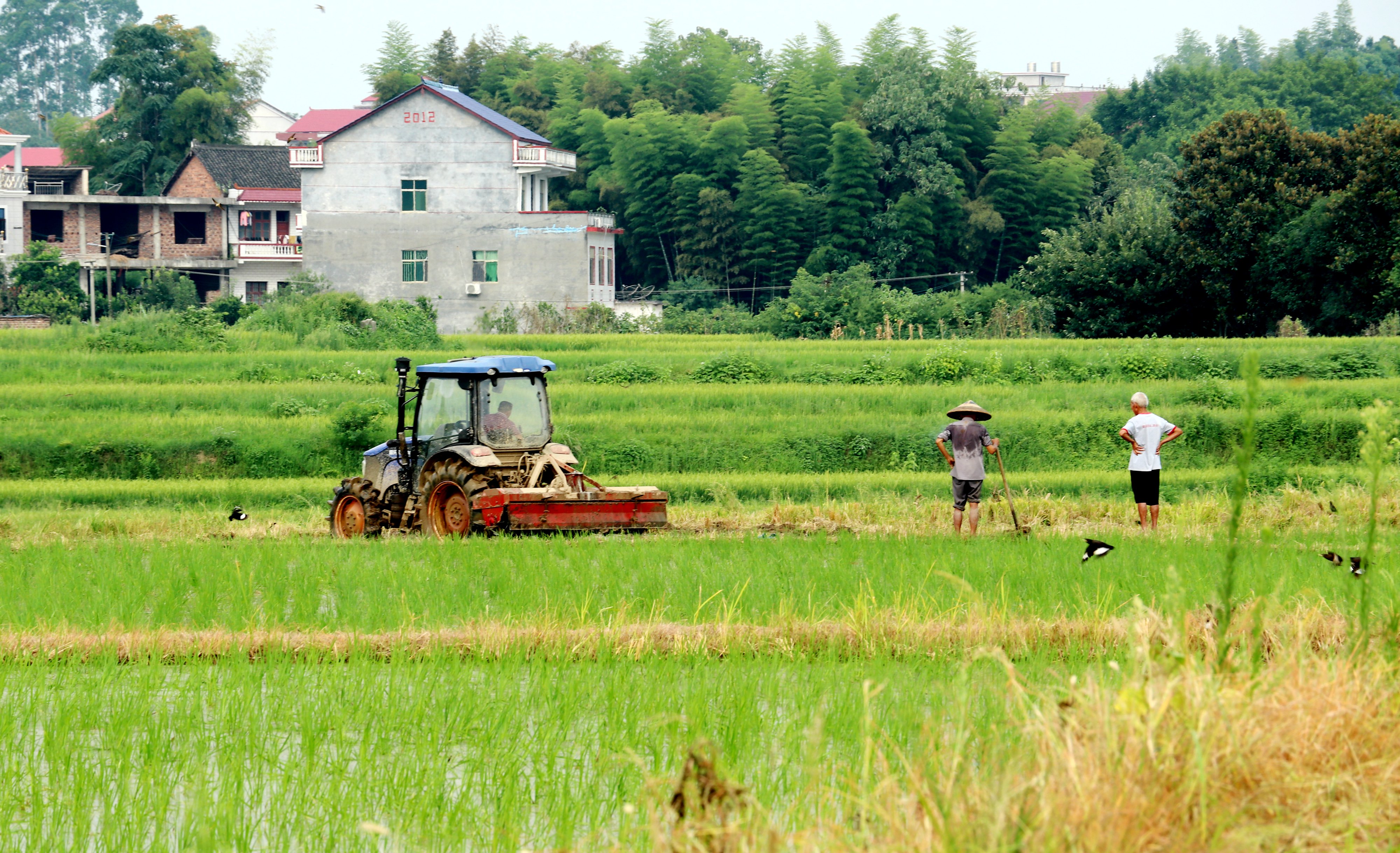 2021年7月22日，湖南省涟源市桥头河镇车田村，农民在驾驶农机整田，准备晚稻插植。.JPG