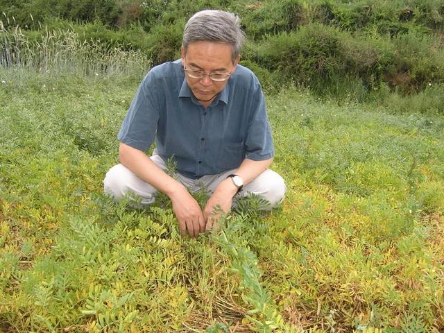 南志标在青海调查牧草新品种生长情况（2010年8月9日摄）。 新华社发.jpeg