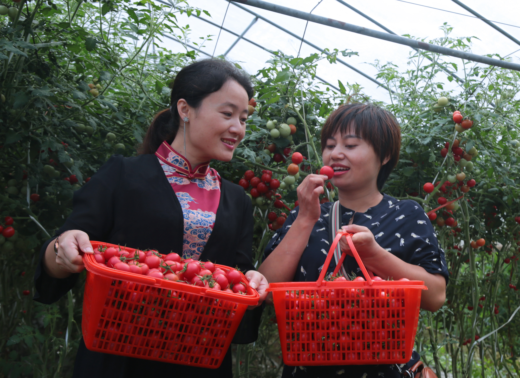 图为2021年7月25日，湖南省桂东县沤江镇侃大村“富民蔬菜观光园”，游客在体验采摘。  (4).jpg
