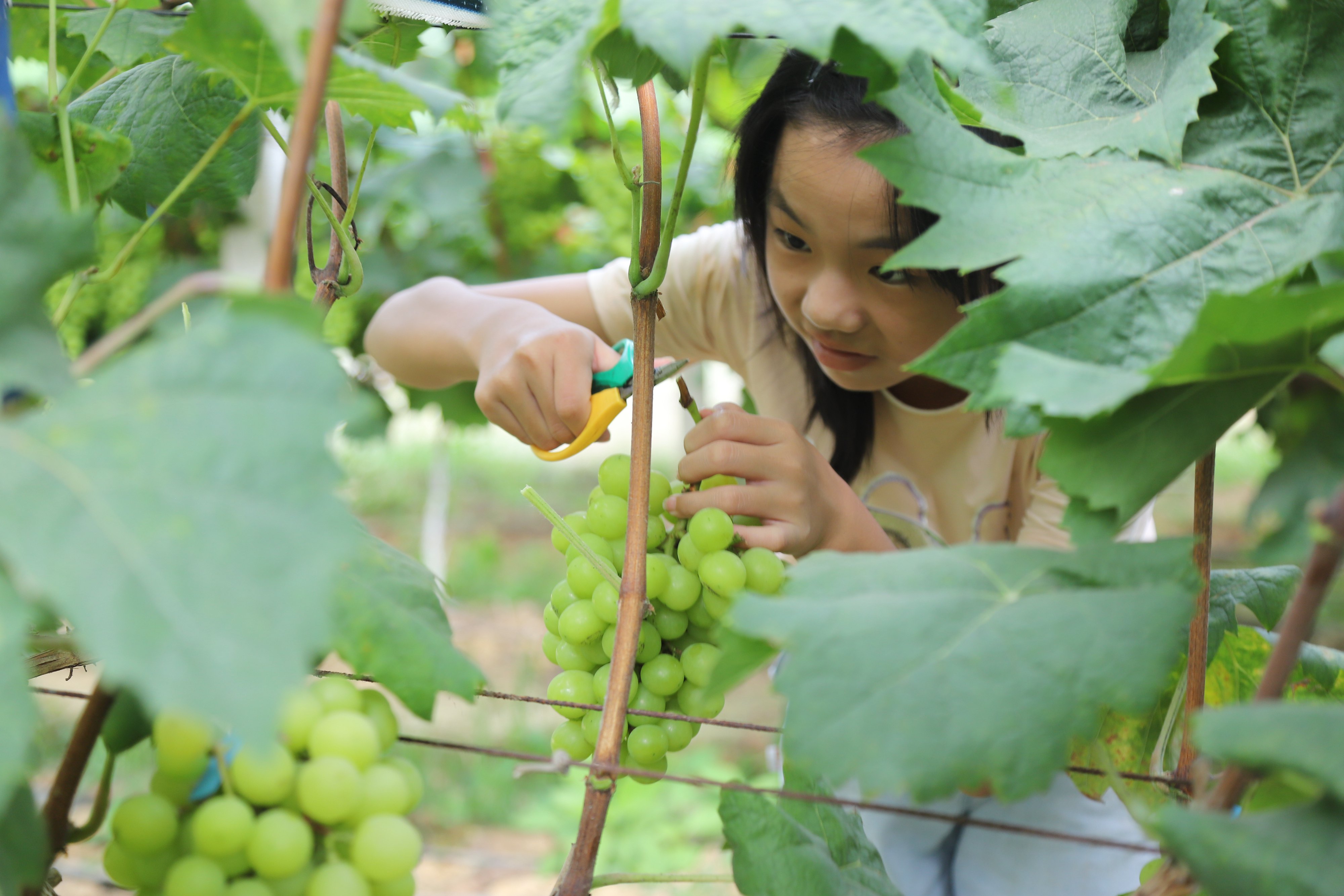 2021年8月4日，湖南省涟源市桥头河镇桂花村一葡萄基地，游客在采摘葡萄。.JPG