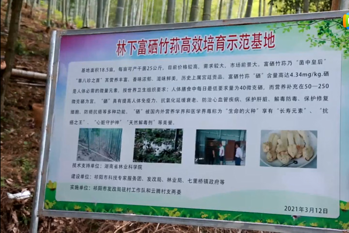 竹荪1.png