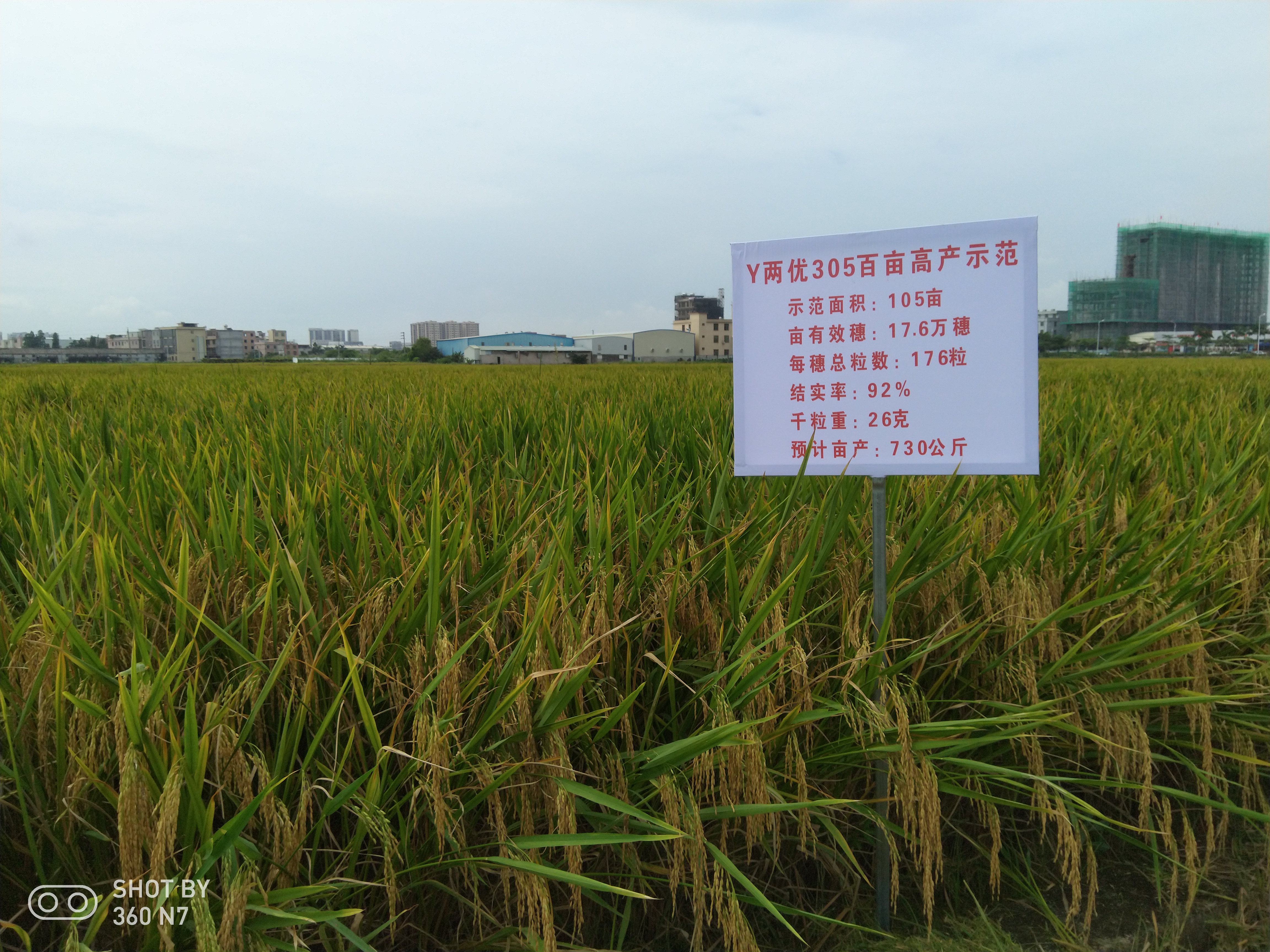 在广东省揭阳作早稻.jpg