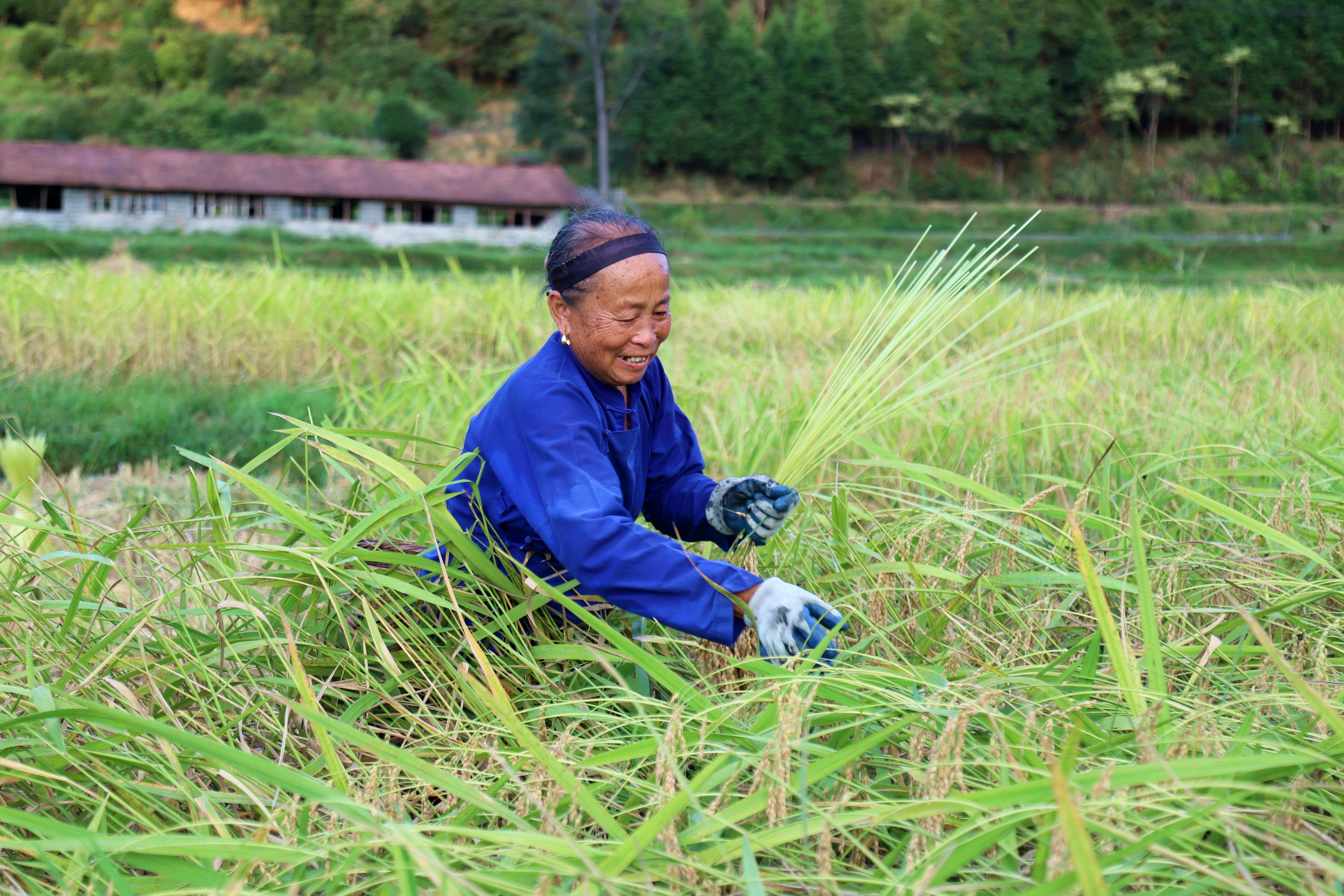 4.一位老奶奶在田里采摘糯禾。.jpg