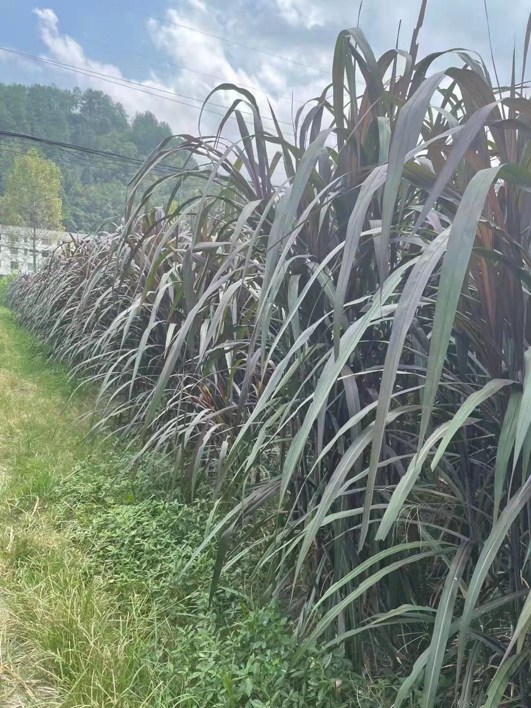 紫象草.jpg