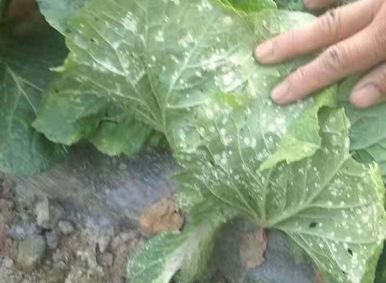 图1 大白菜叶片背面的白锈病表现.jpg