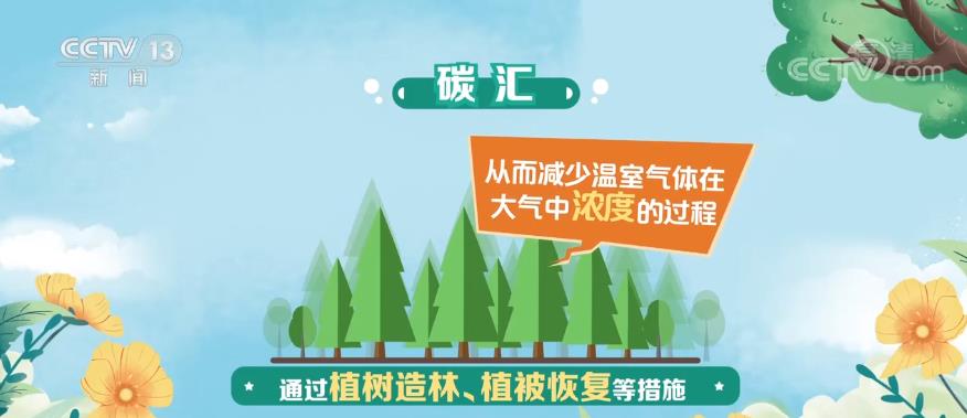碳汇1.jpg
