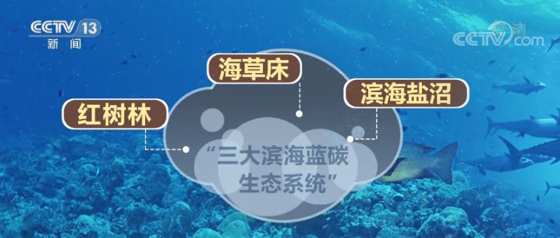 碳汇6.png