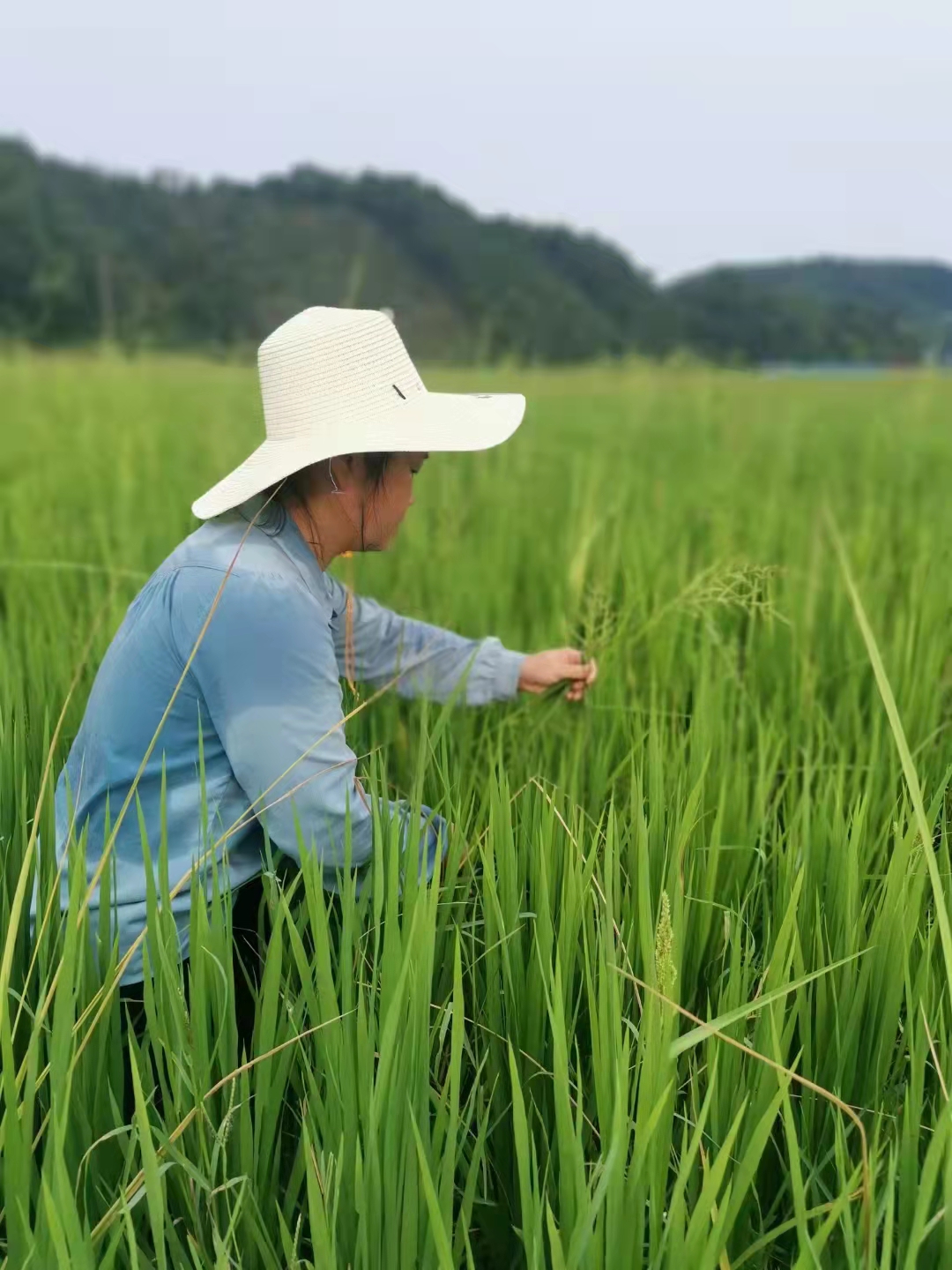 人工除草.jpg