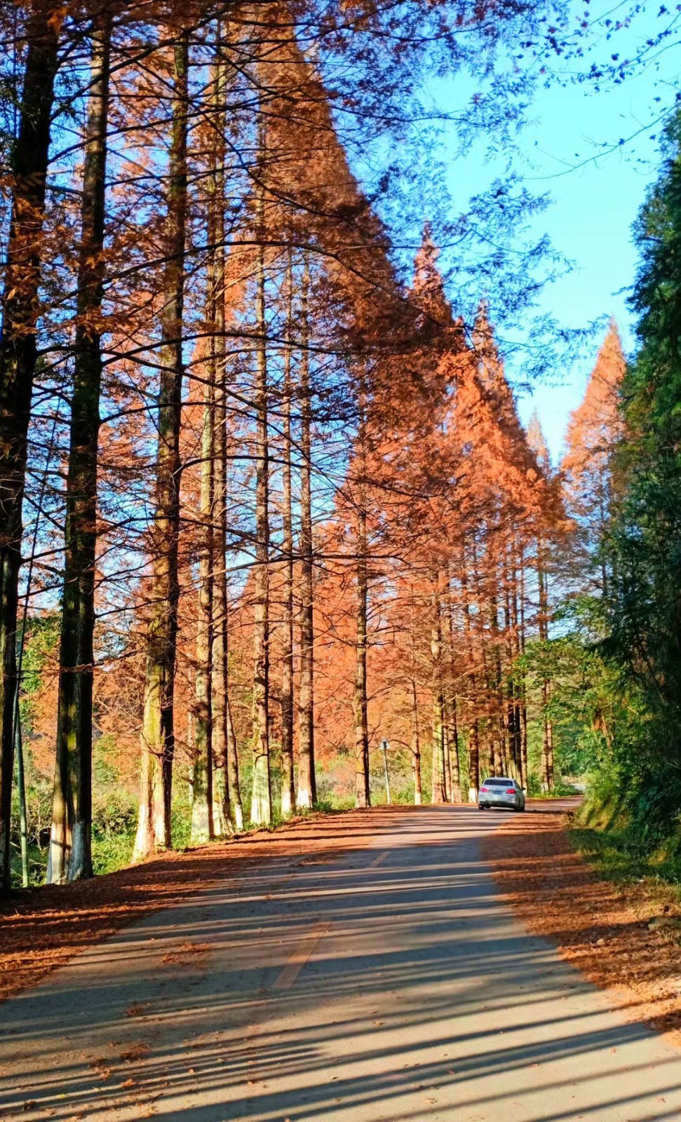 乡村公路.jpg