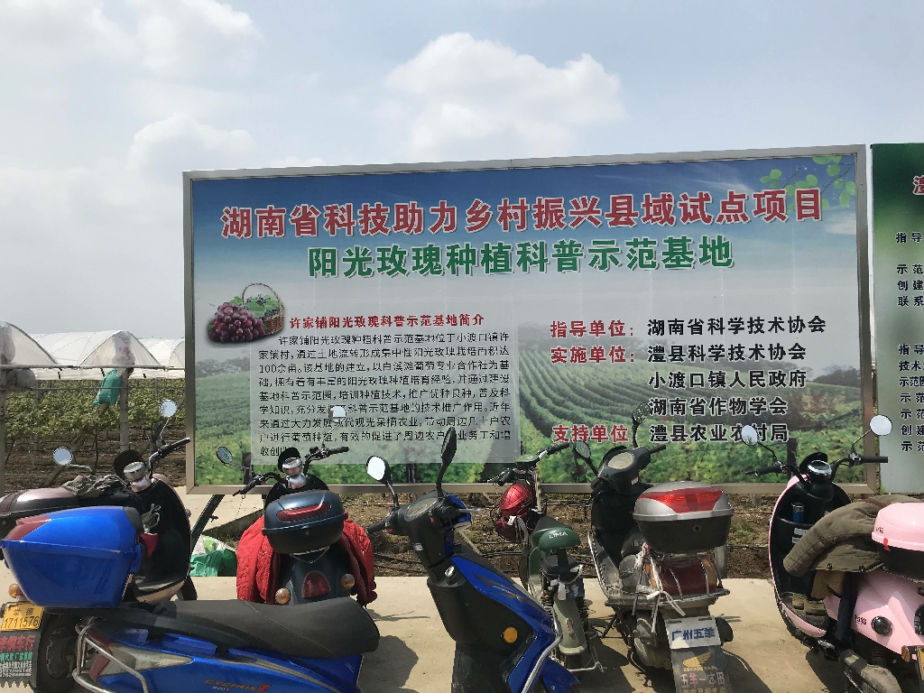 澧县“阳光玫瑰”种植科普示范基地。~1.jpg