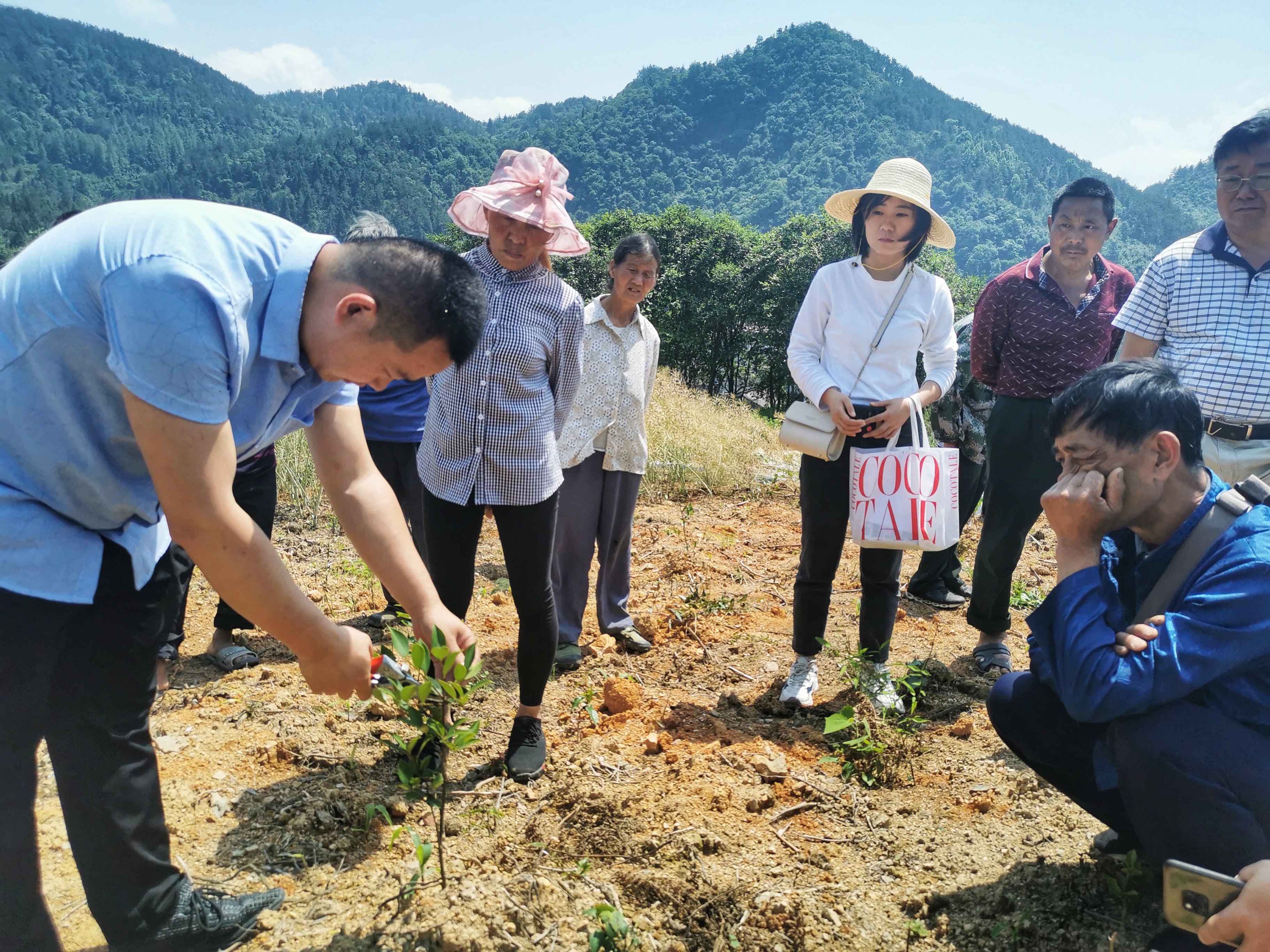 湘西州农科院组织科技工作者在龙山县裴家堡村指导油茶夏季修剪。.jpg