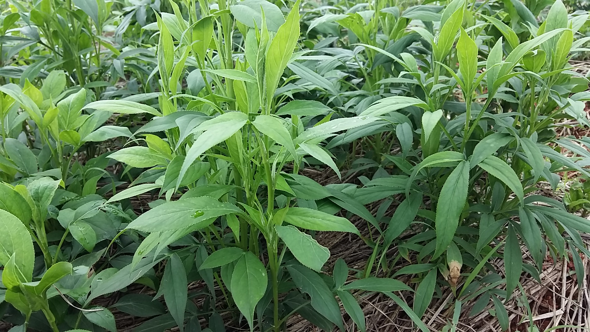 白术盖草栽培.jpg